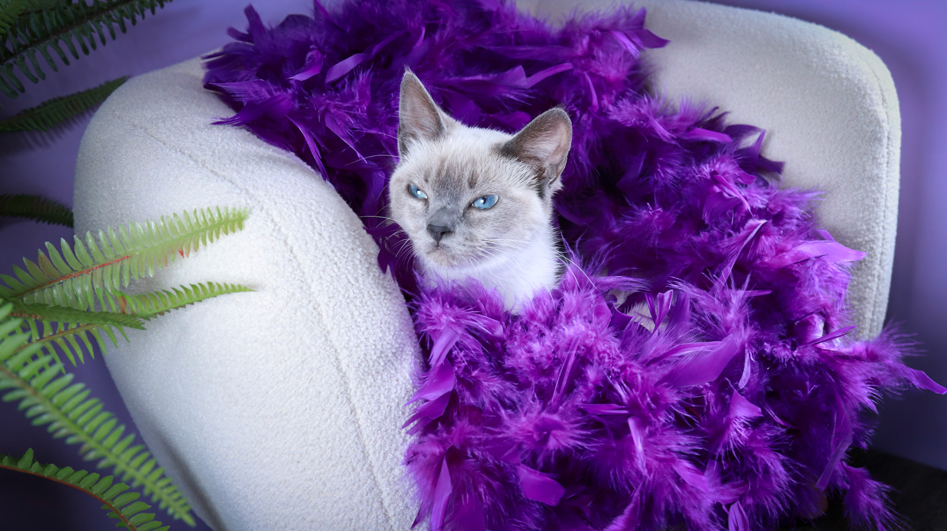 Grit (F-DSH-Siamese)