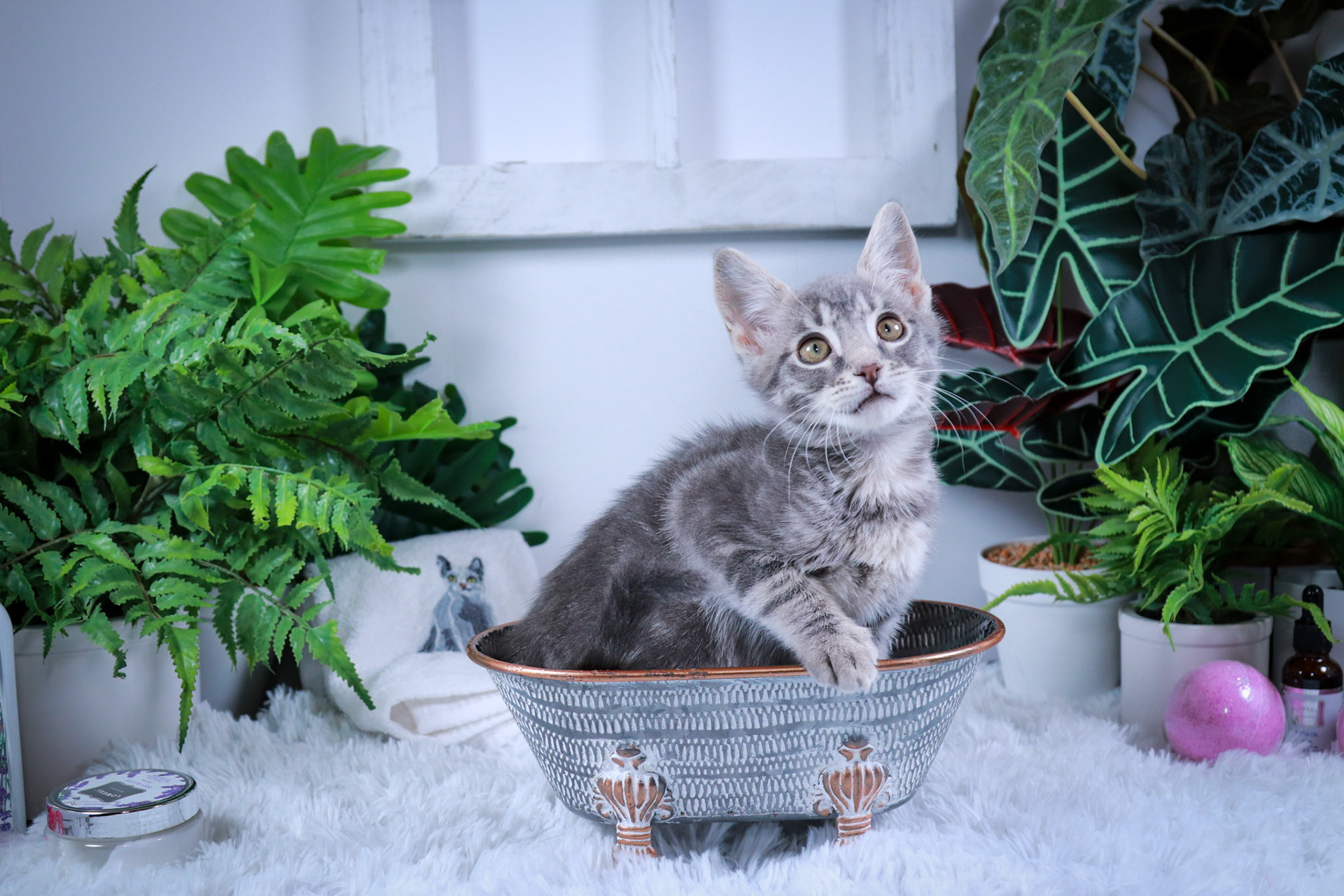 Tobey (M-DSH-Gray/Tabby)