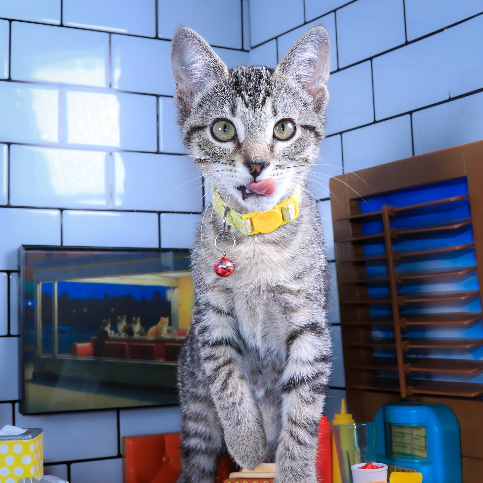 Alice (F-DSH-Tabby)