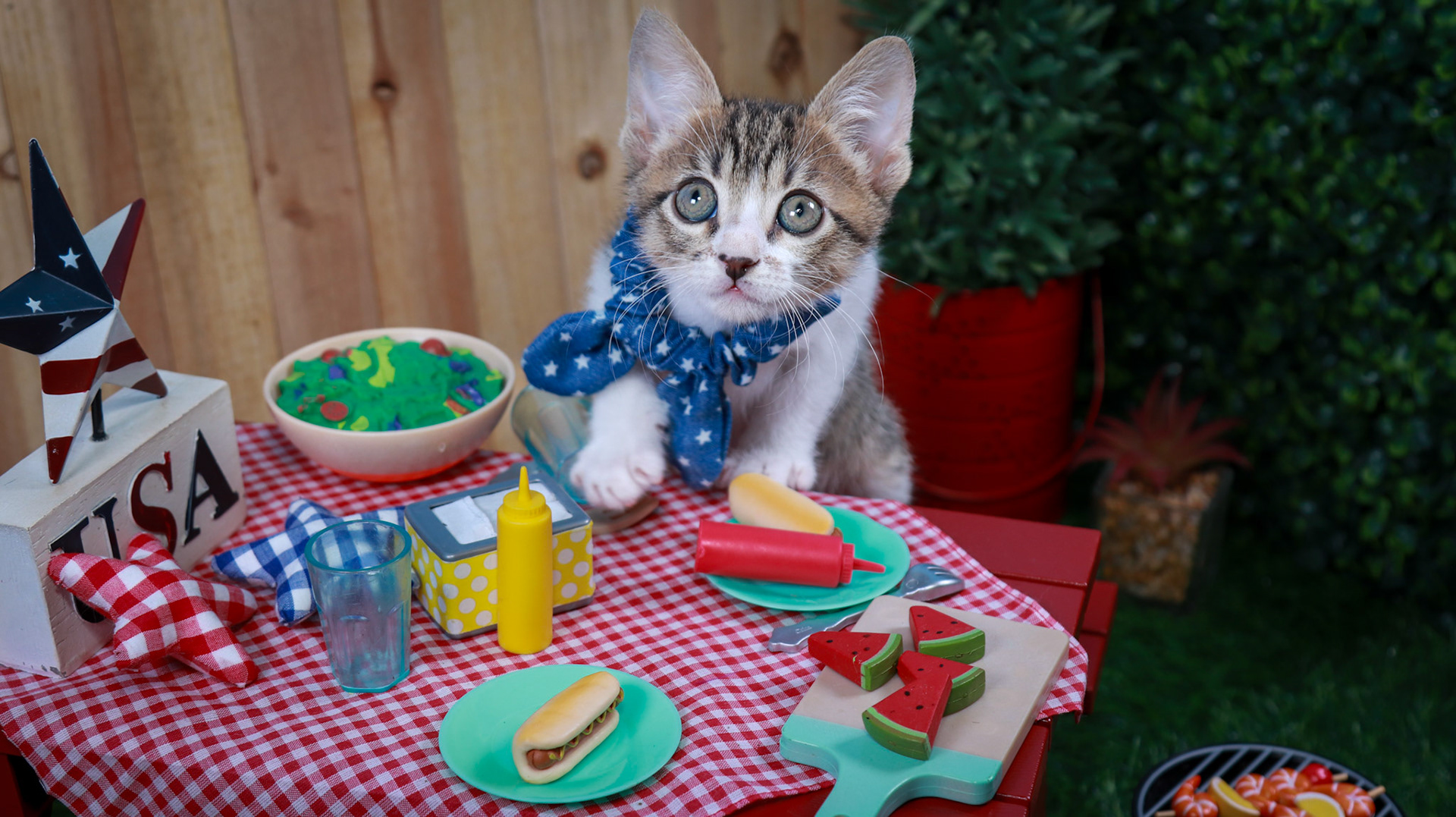 Eragon (M-DSH-Tabby/White)