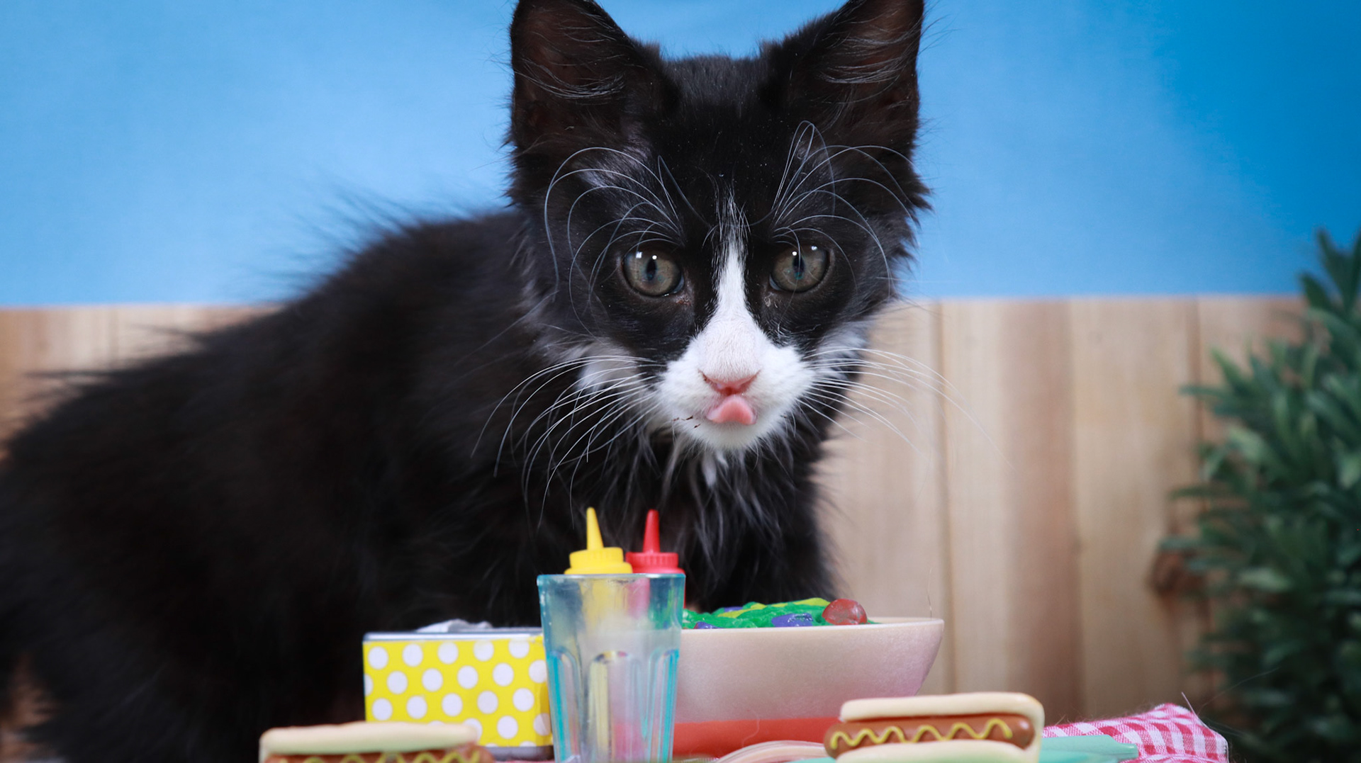 Sylvester (M-DLH-Black/White/Tuxie)