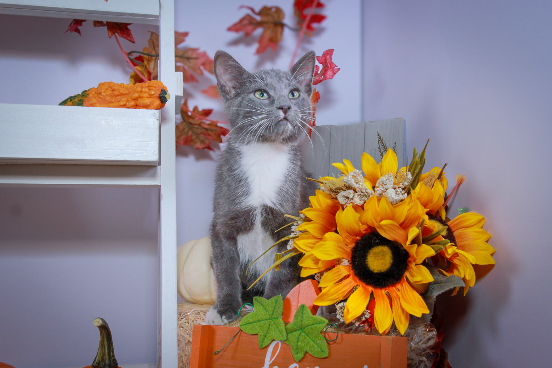 Nimbus (M-DSH-Grey/White/Tuxie)