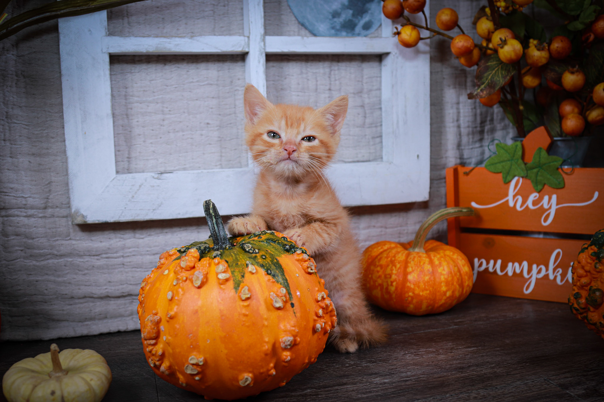 Jack (M-DSH-Ginger)