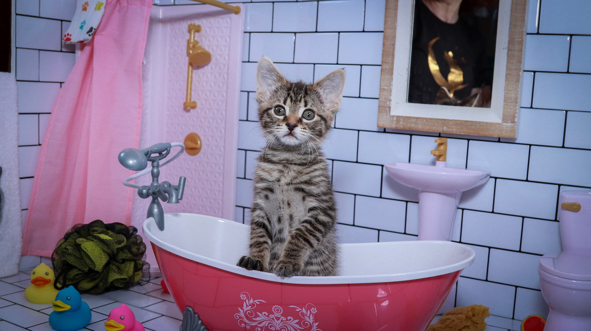 Maggie (F-DSH-Tabby)