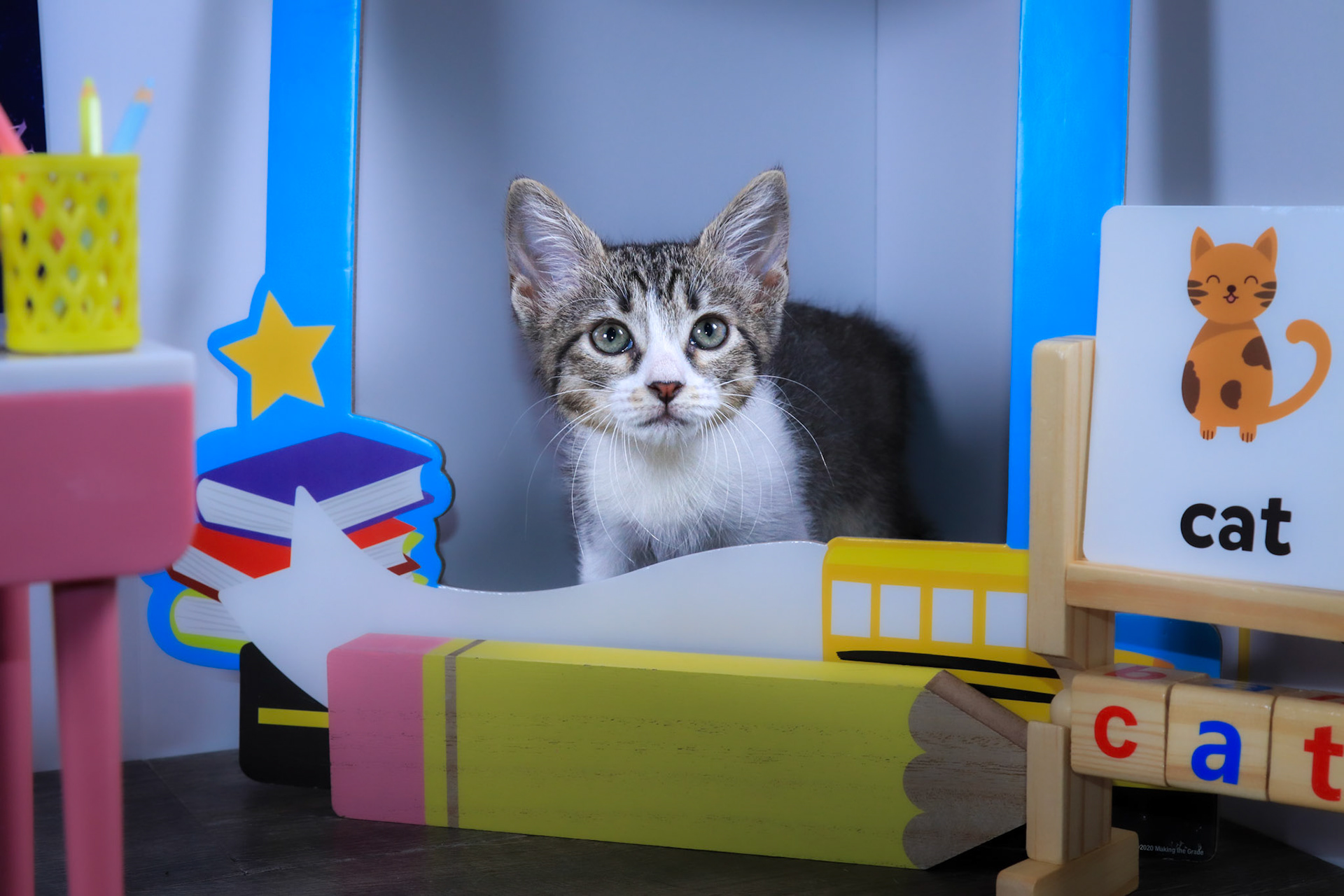 Washi (F-DSH-Tabby/White/Manx)