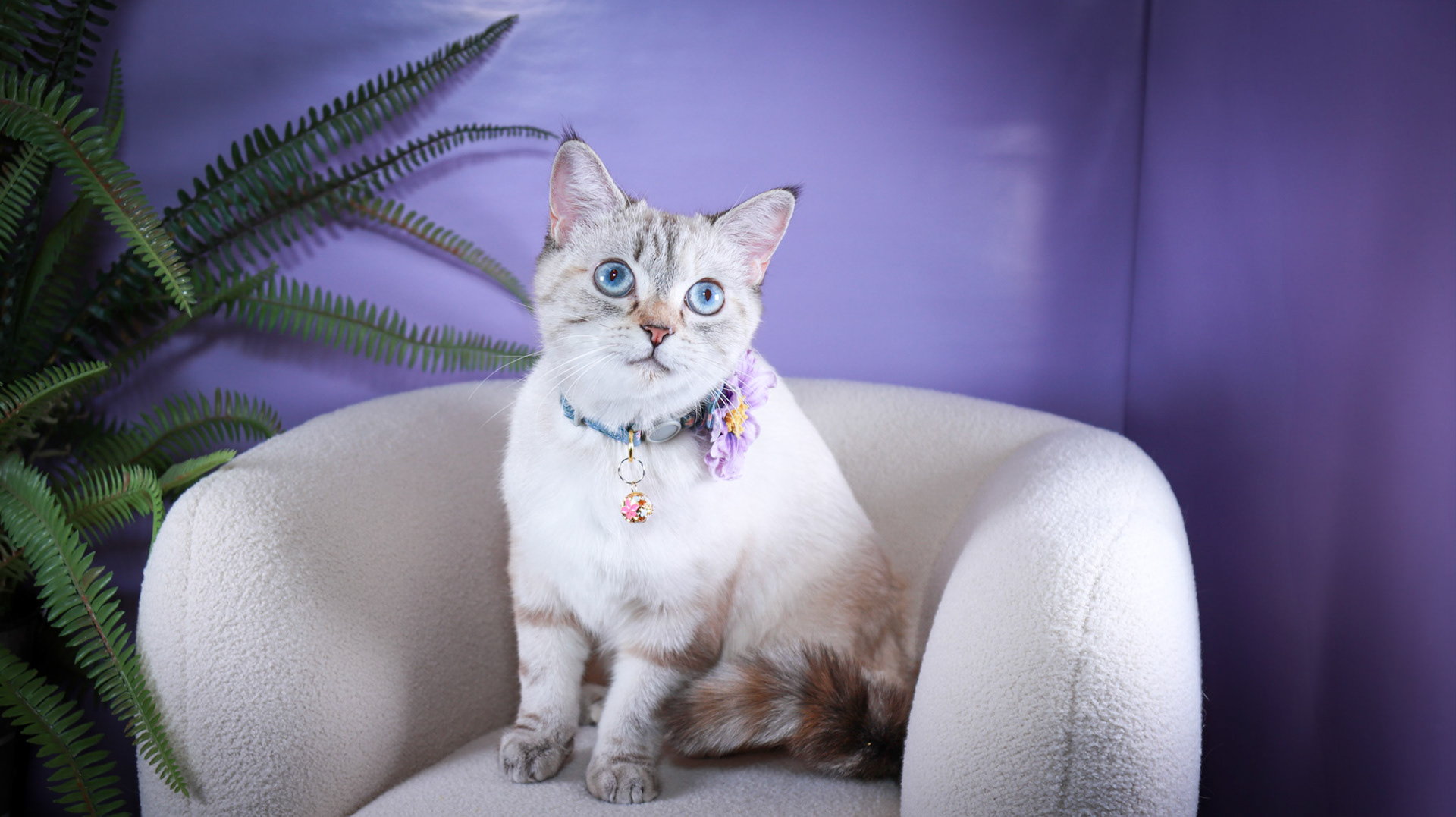 Lumi (F-DSH-Lynx Point Siamese)