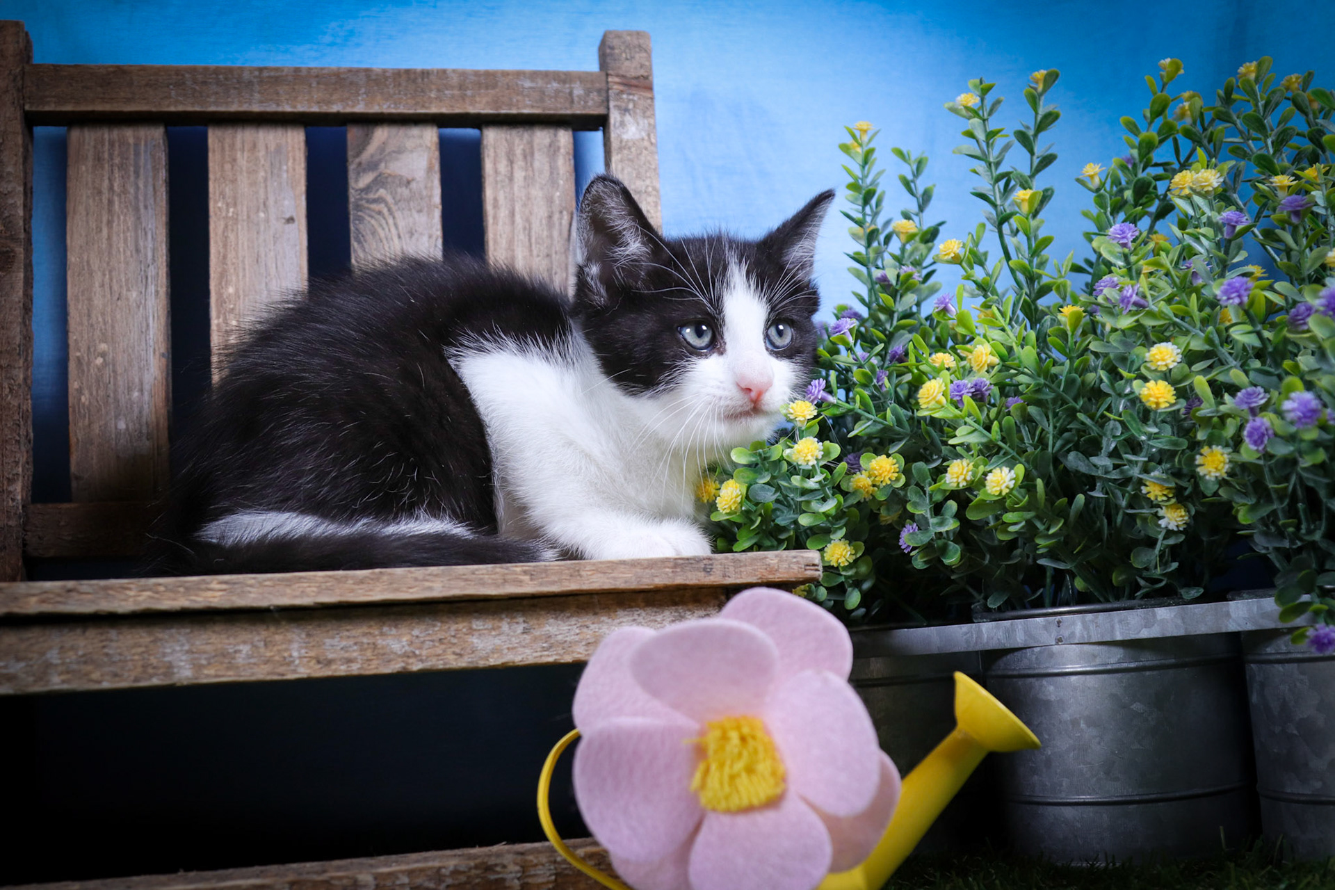 Dax (M-DSH-Tuxie)