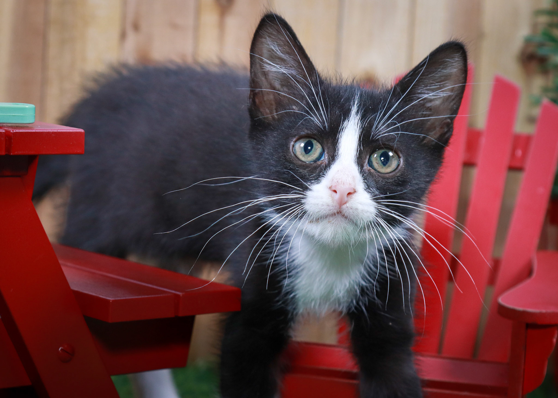 Felix (M-DMH-Black/White/Tuxie)
