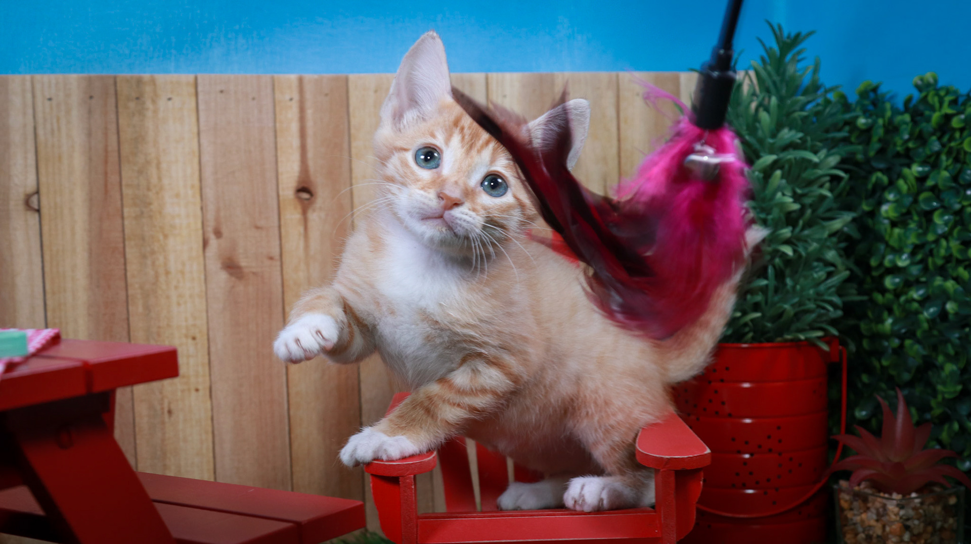Dobbie (M-DSH-Ginger/White/Tuxie)