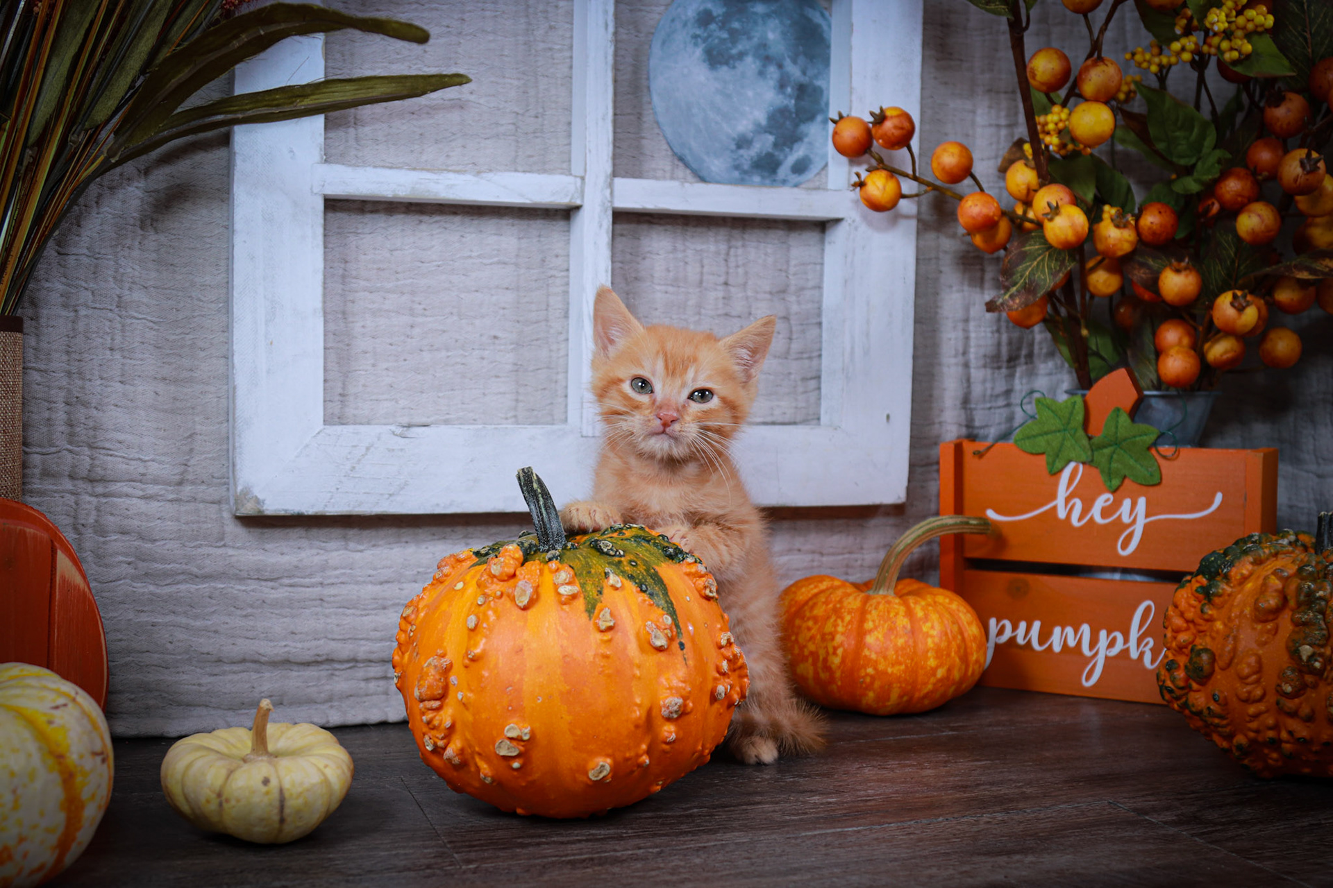 Jack (M-DSH-Ginger)