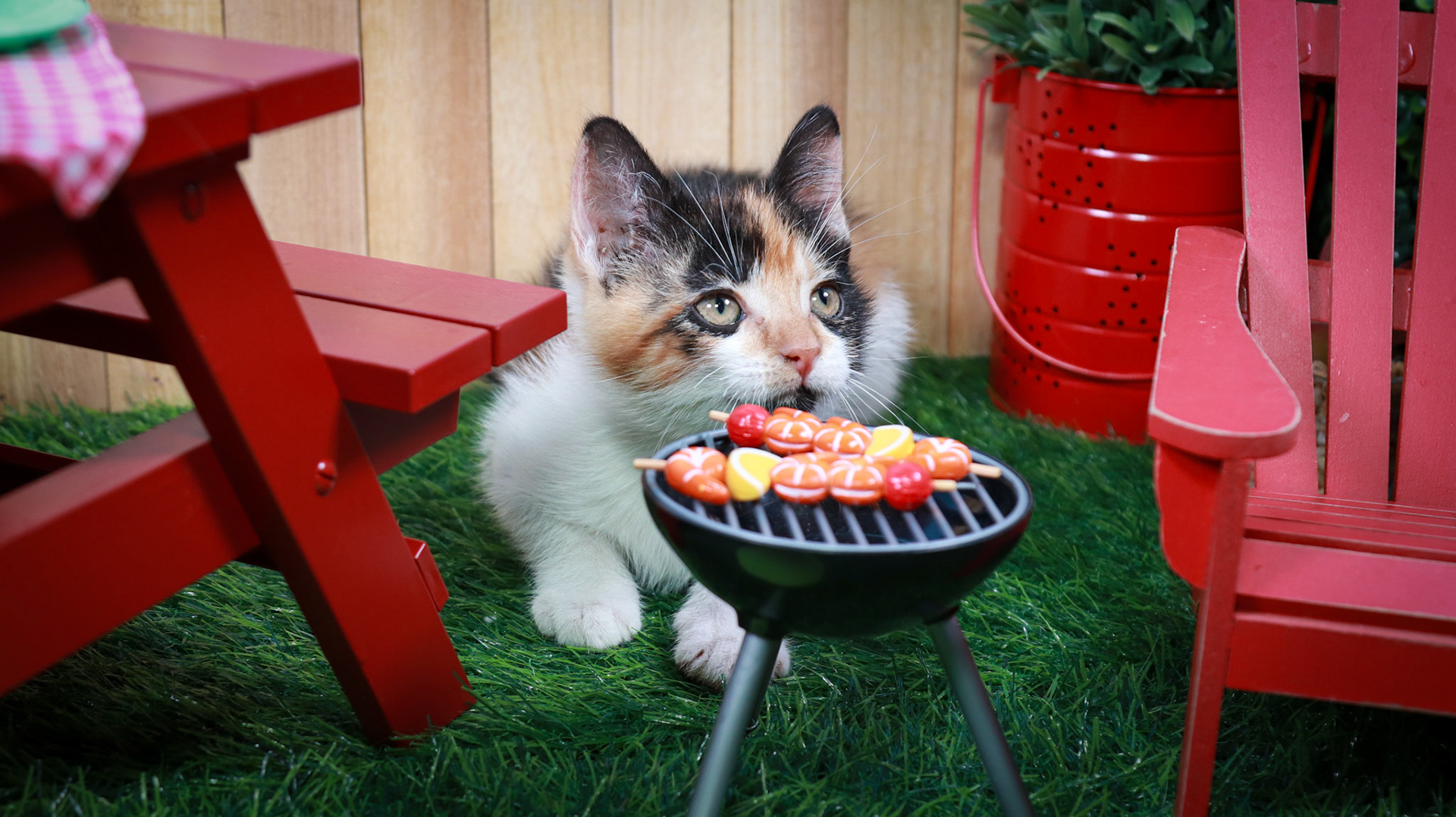 Calypso (F-DSH-Calico)