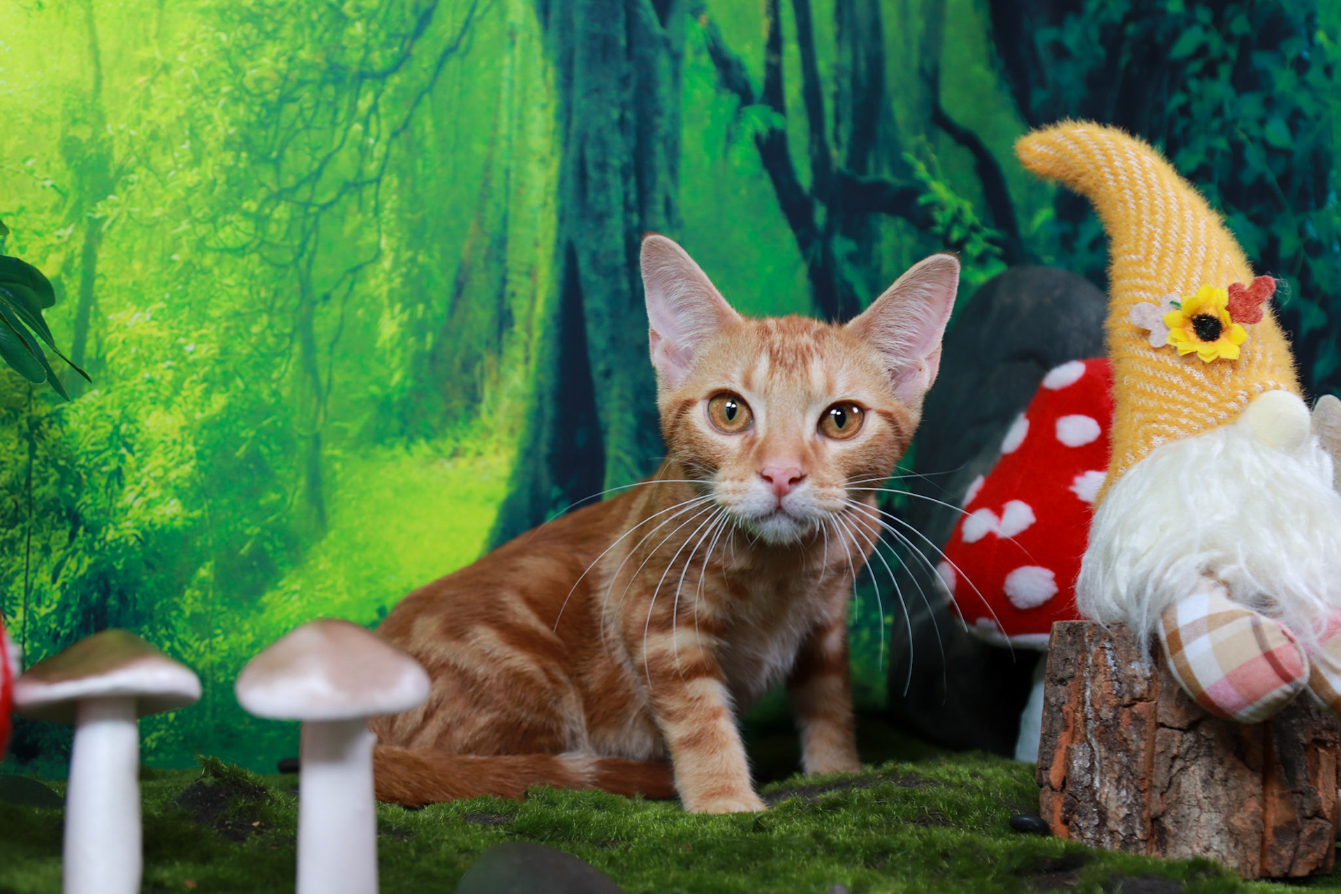 Peaches (F-DSH-Ginger/Bullseye/Tabby)