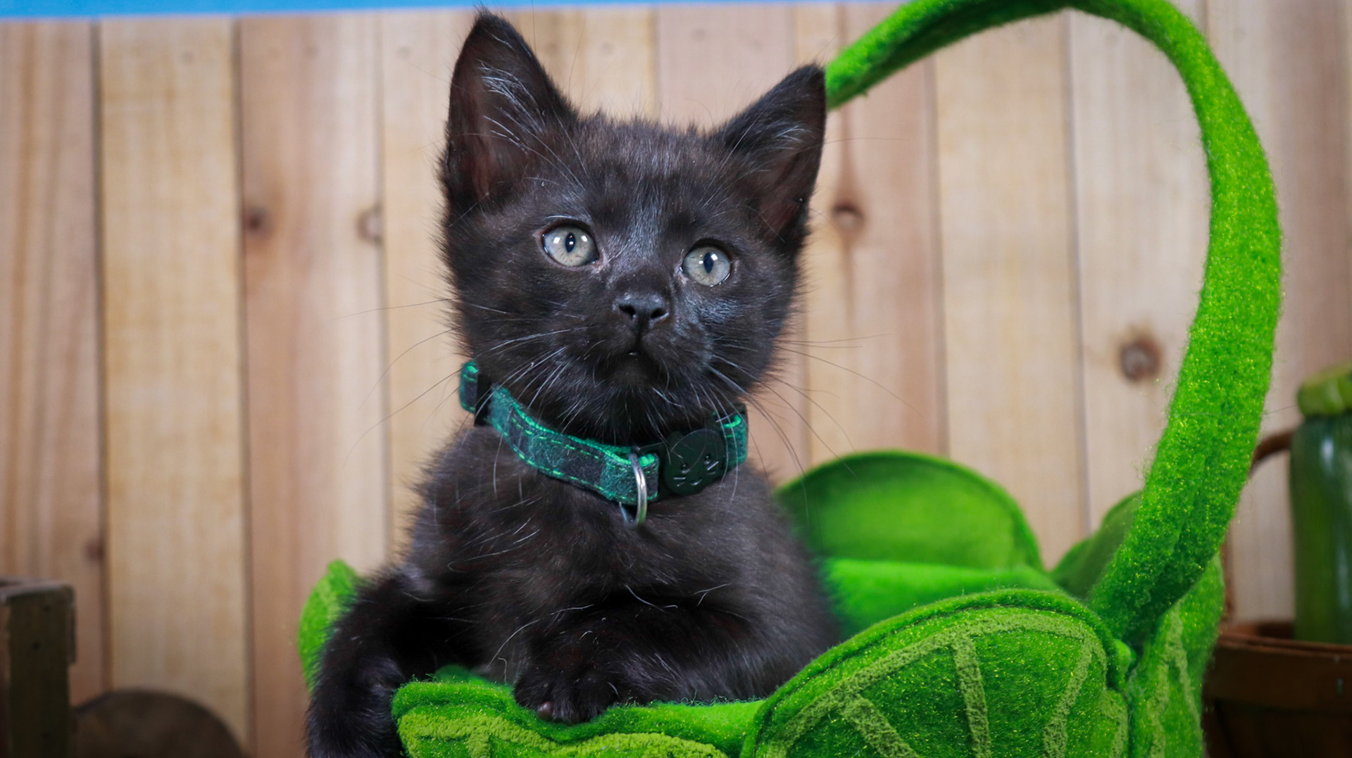 Clover (F-DSH-Black)