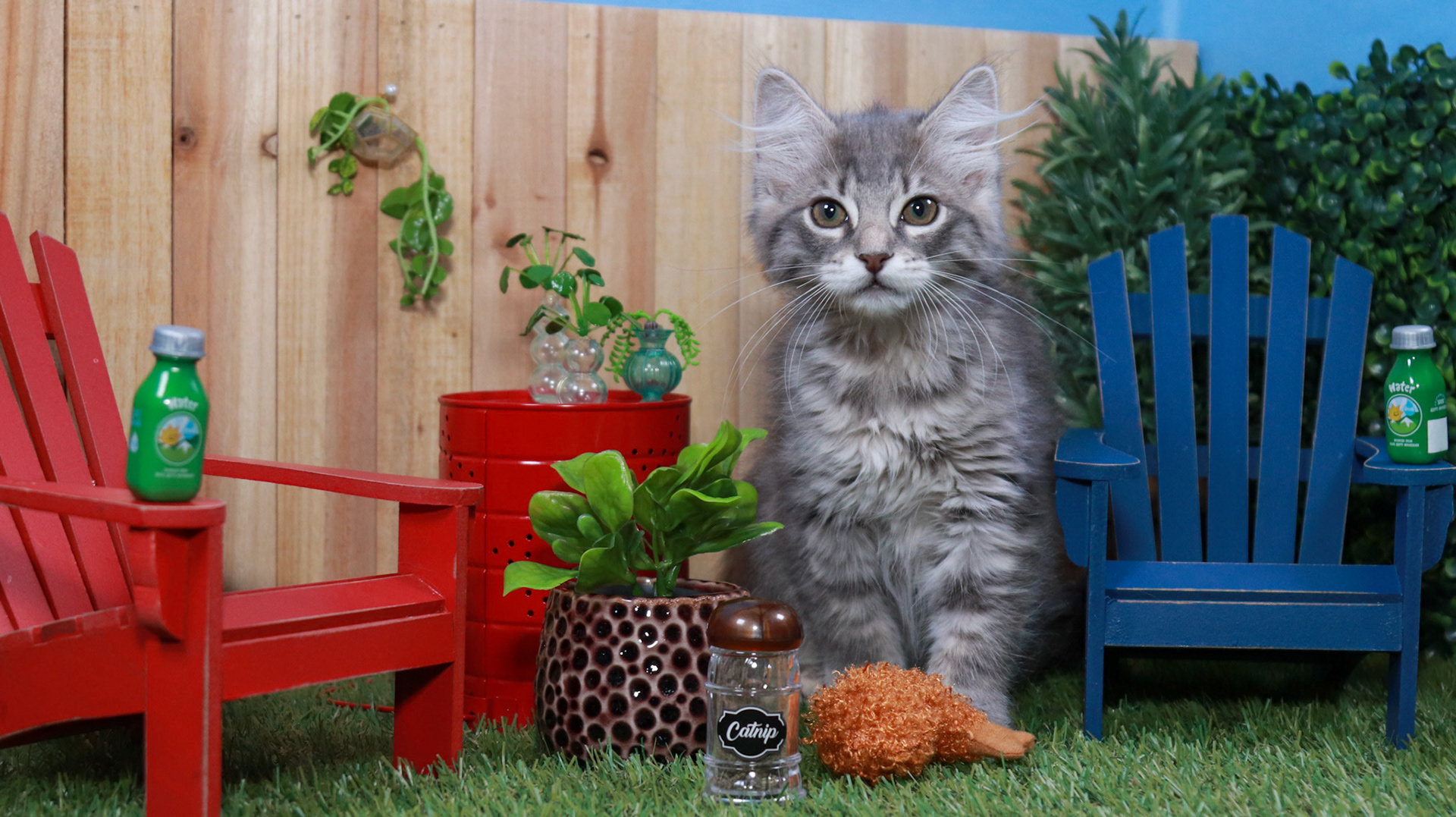 Nimbus (F-DMH-Gray/White/Tabby)