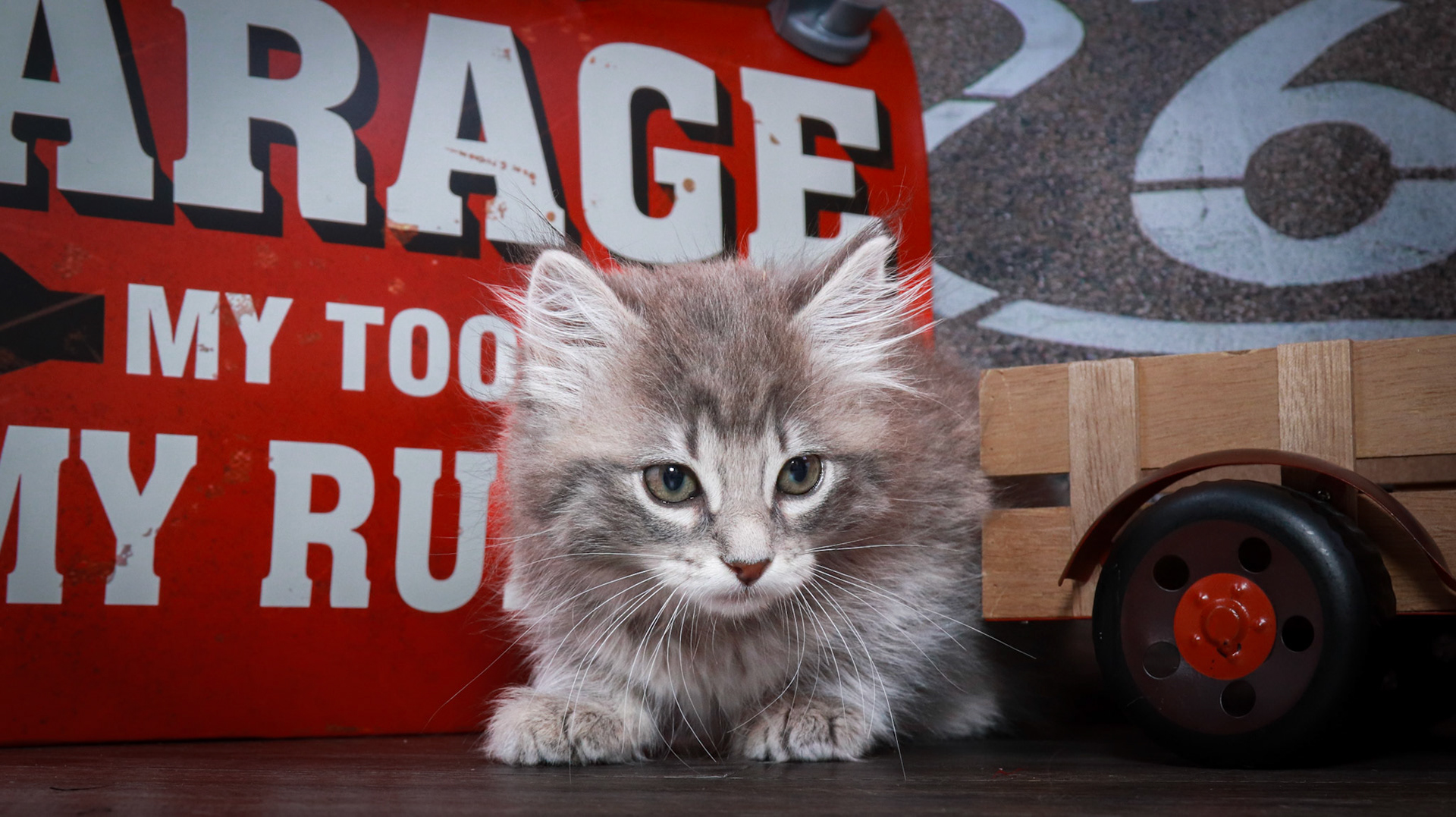 Nimbus (F-DLH-Gray Tabby)