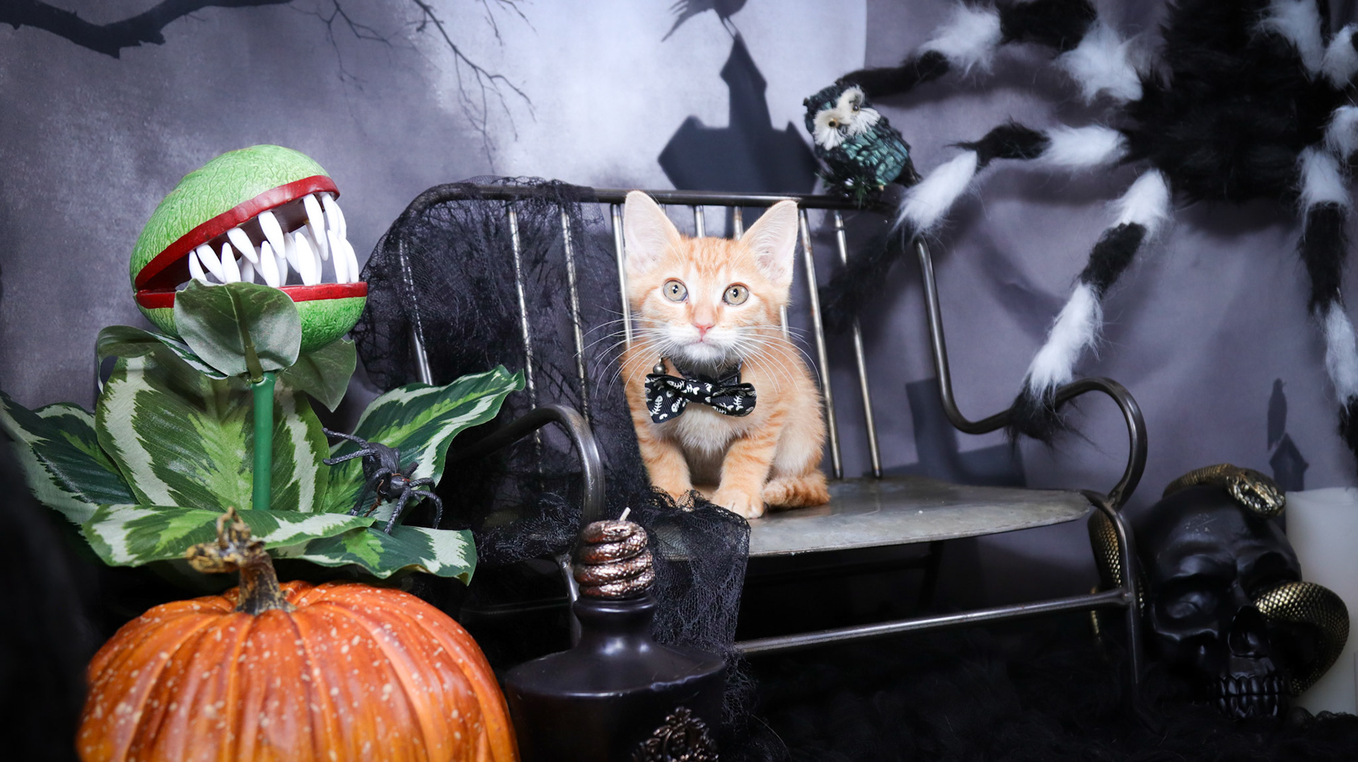 Arlo (M-DSH-Ginger)