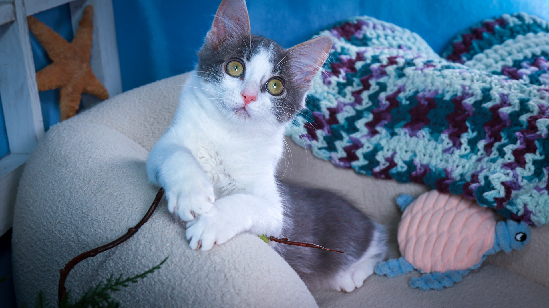 Scarlet (F-DSH-Gray/White)