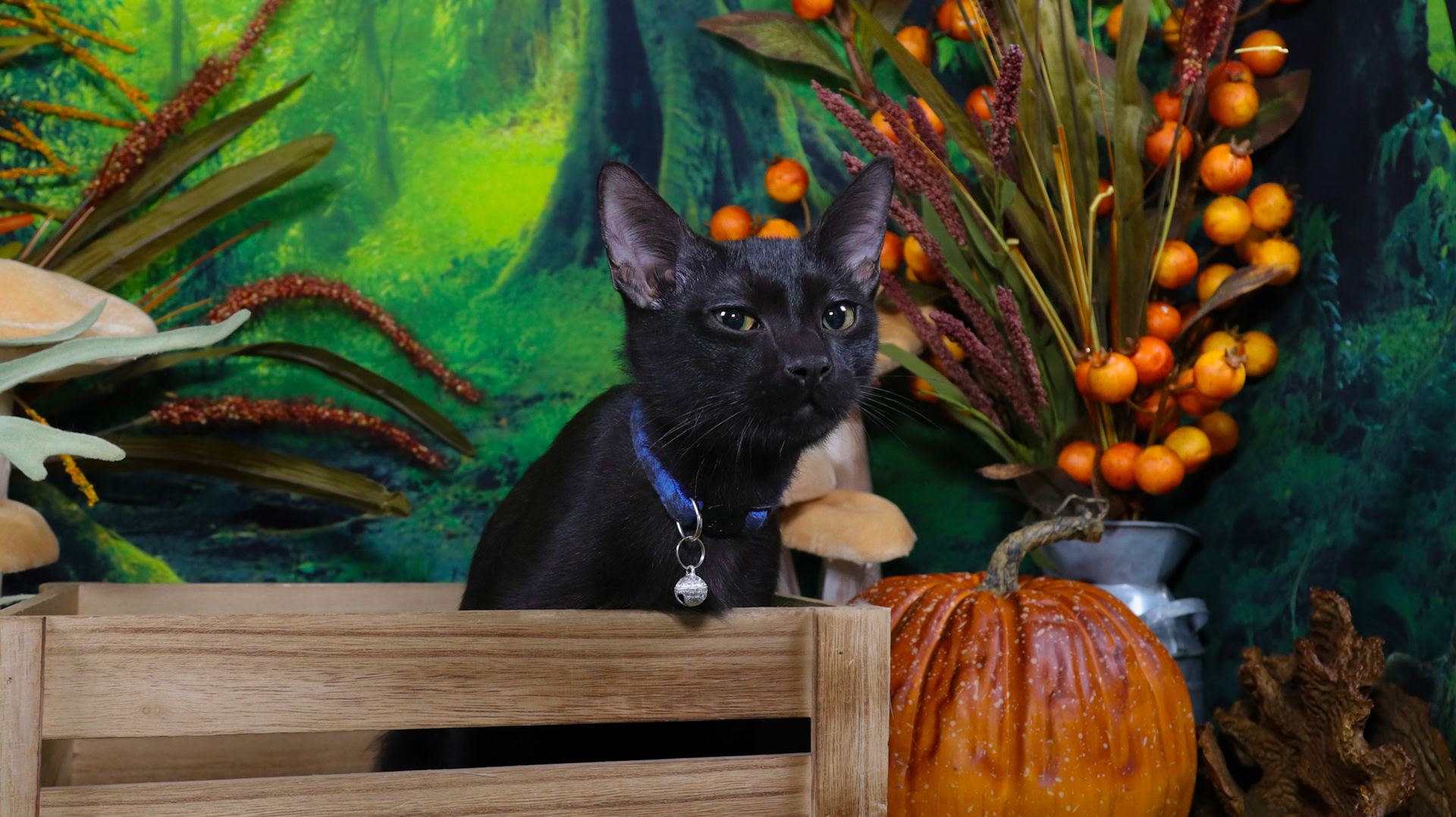 Raven (M-DSH-Black)