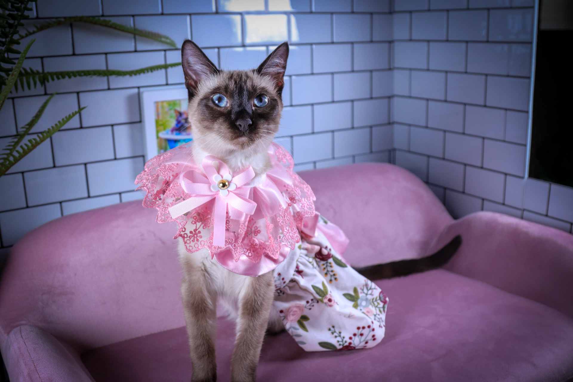 Lenore (F-DSH-Seal Point Siamese)