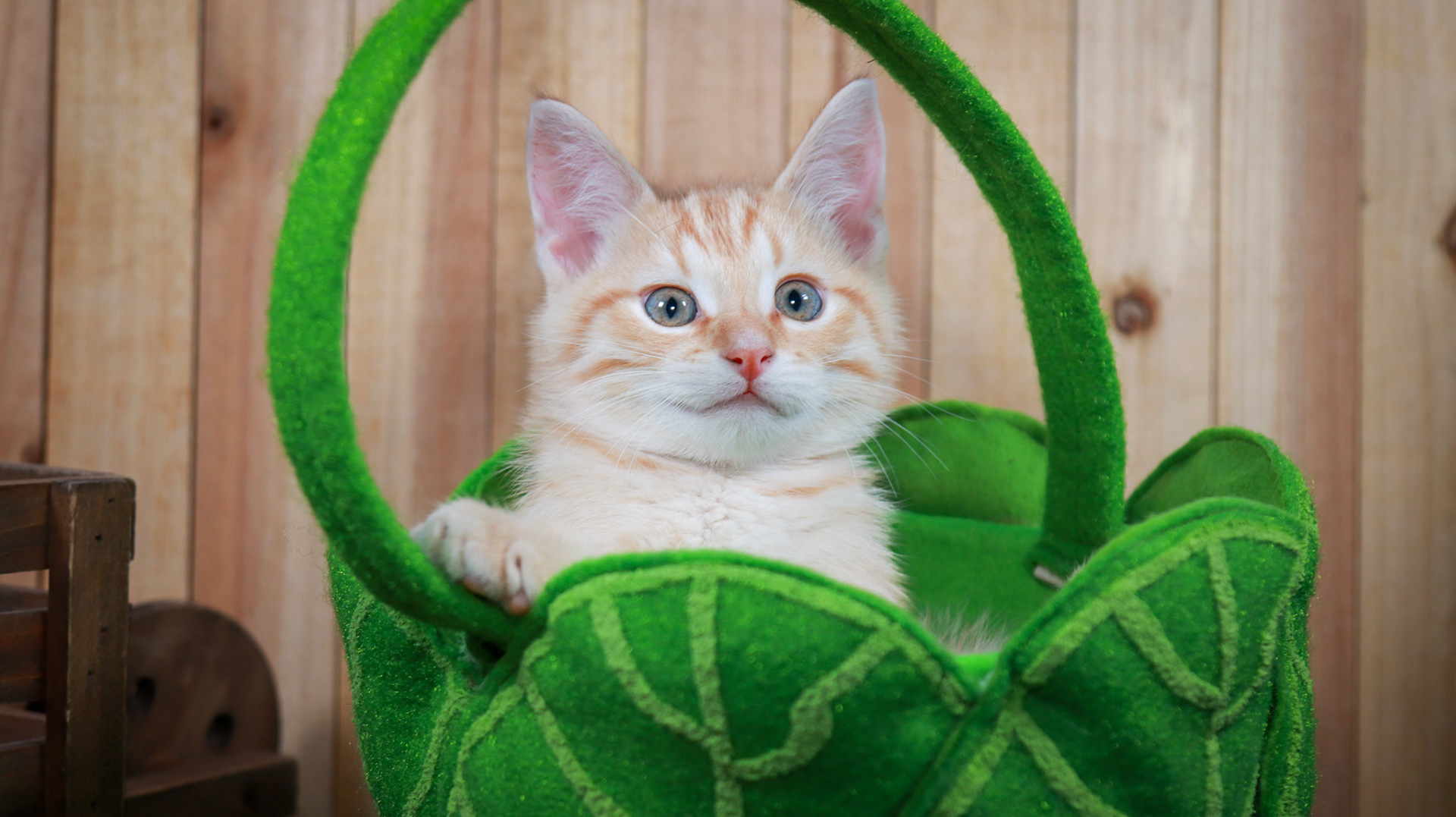 Chuck (M-DSH-Ginger)