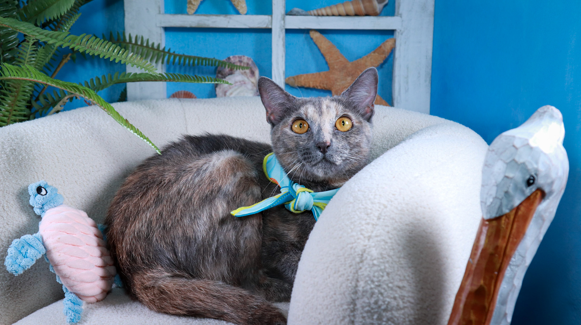 Willow (F-DSH-Dilute Calico)