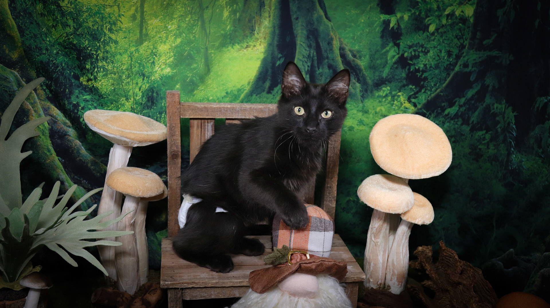 Rafiki (M-DLH-Black/Manx)