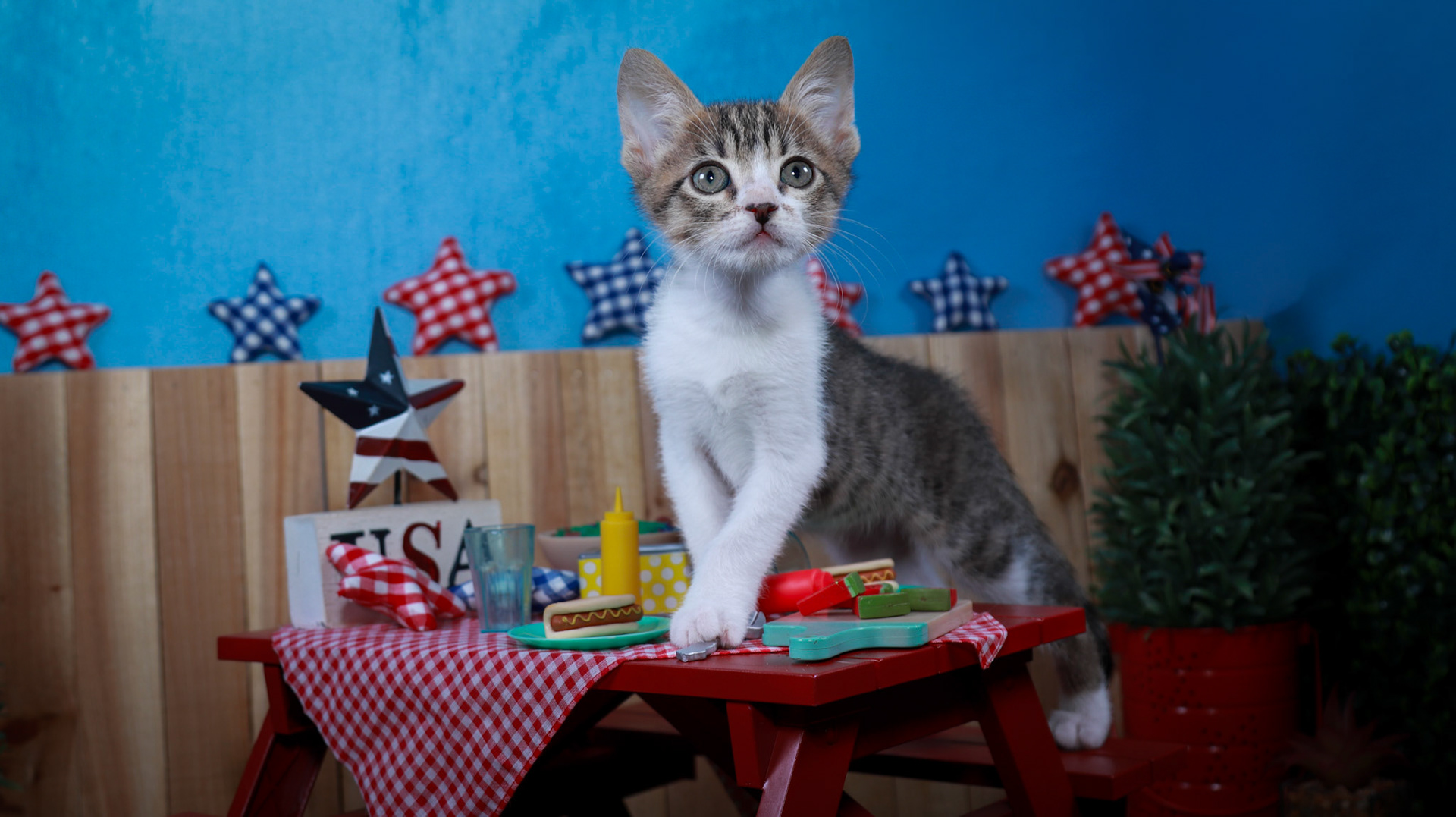 Eragon (M-DSH-Tabby/White)