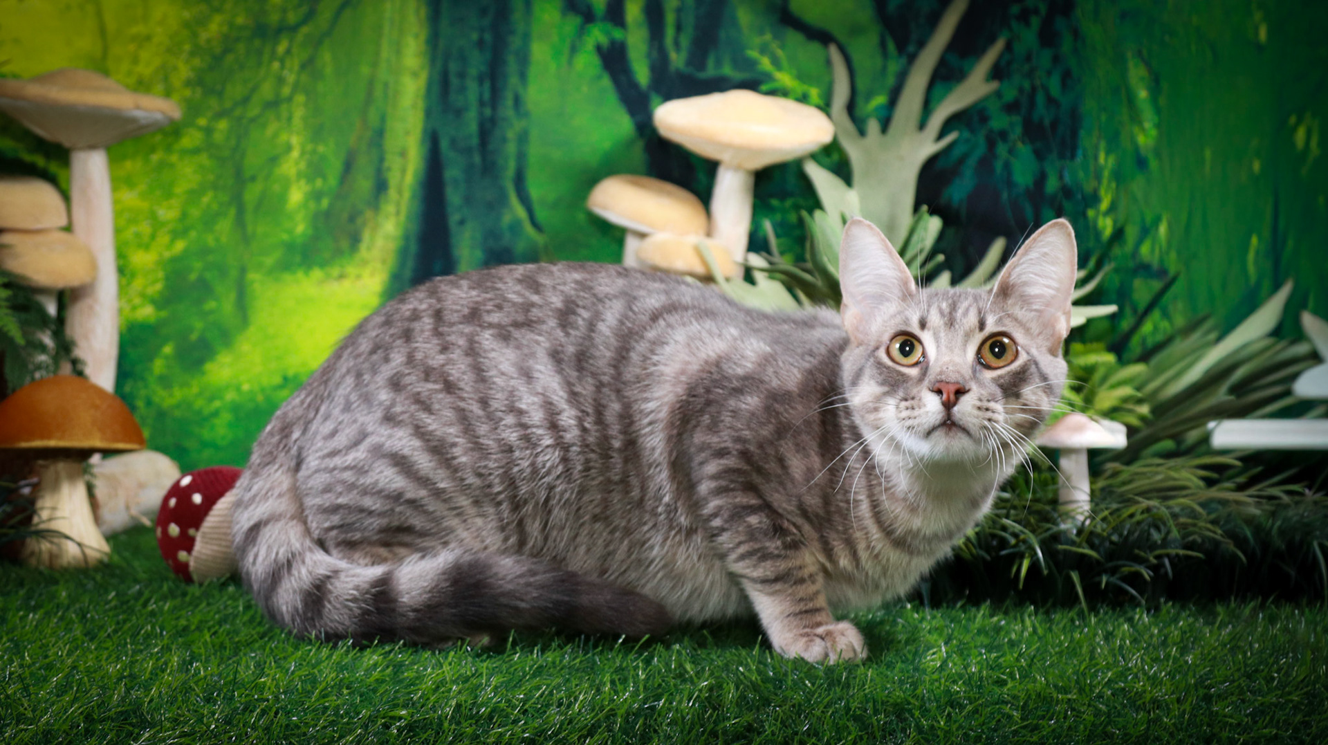 Samson (M-DSH-Grey/Tabby)