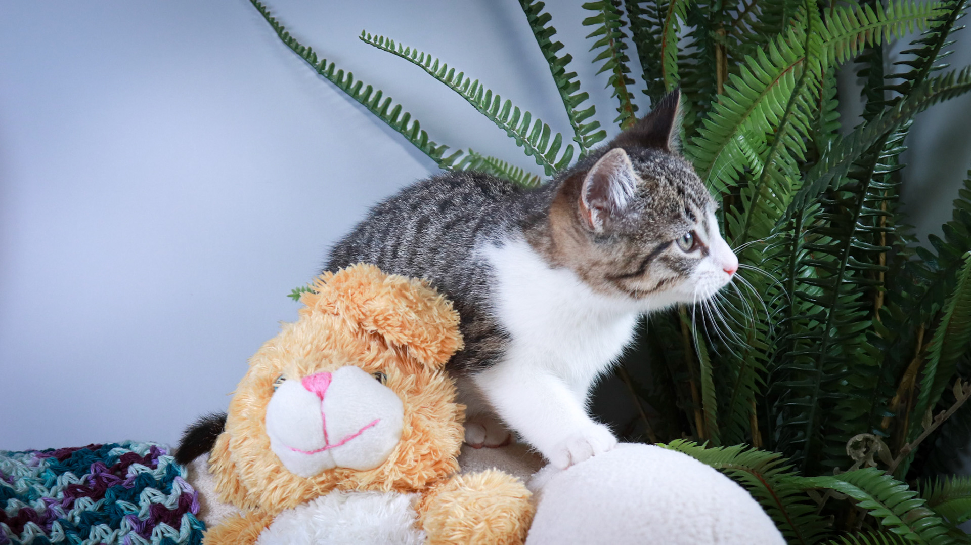 Gus (M-DSH-Tabby/White)