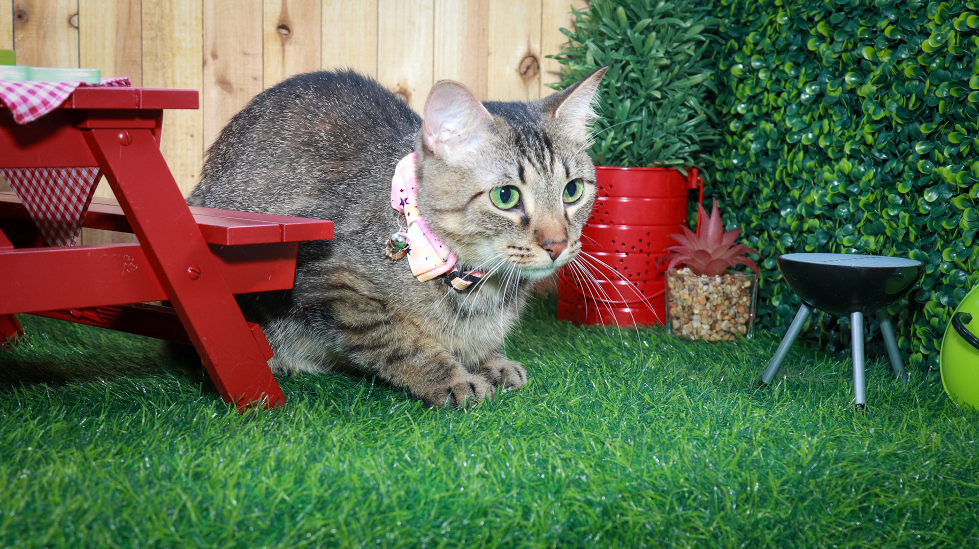 Bella (F-DSH-Tabby/Manx)