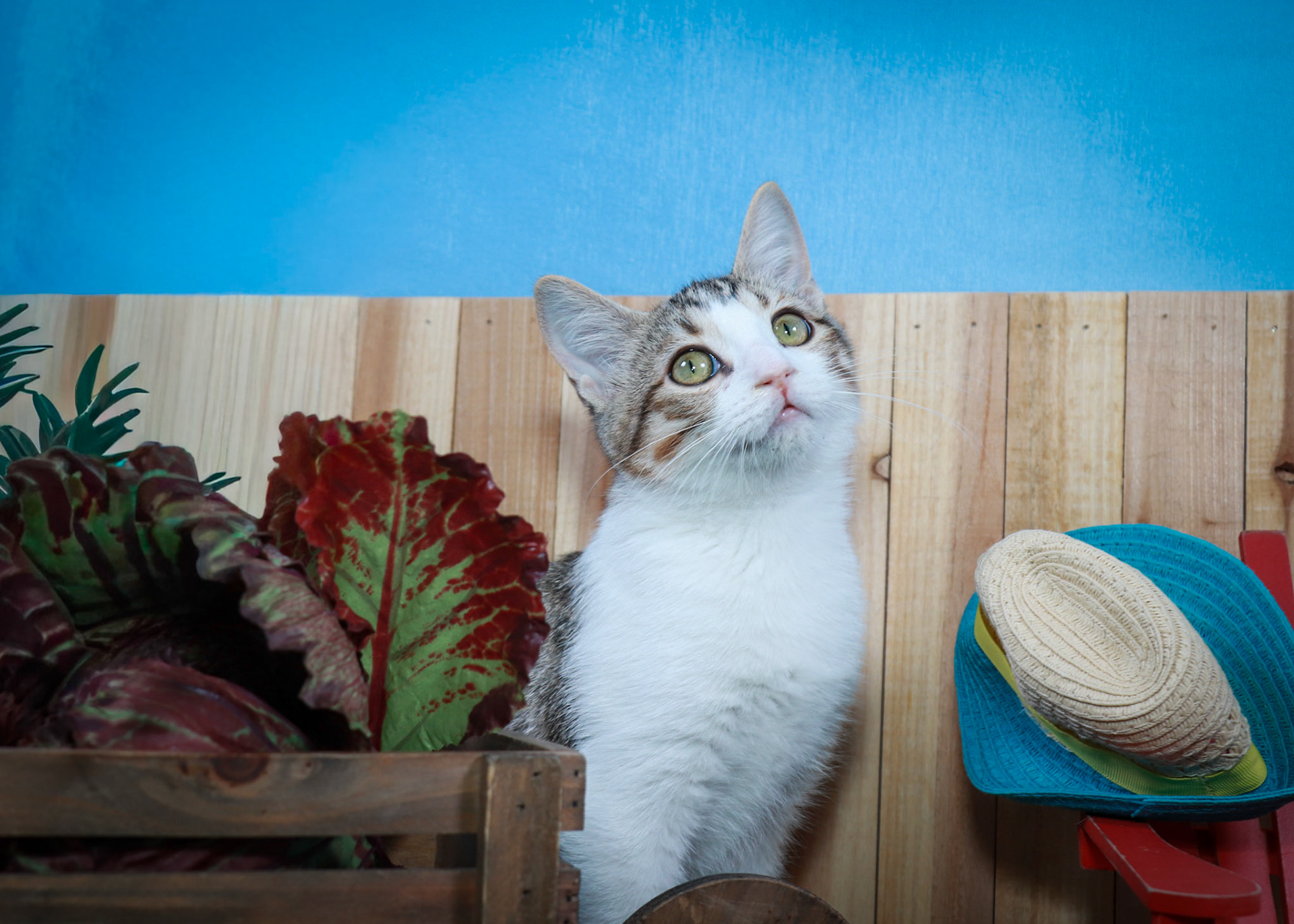 Dandy (M-DSH-Tabby/White)