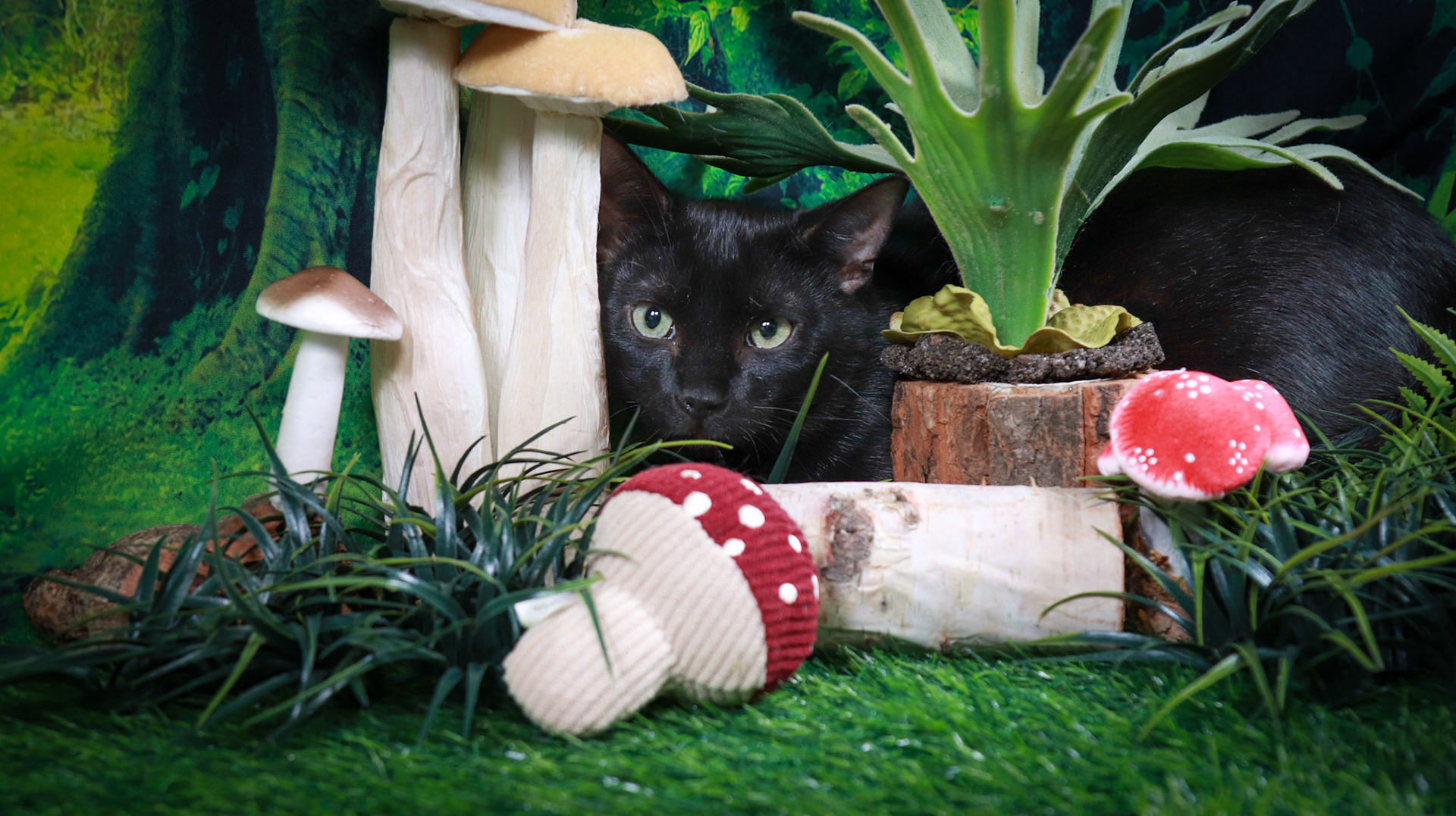 Binx (M-DSH-Black)