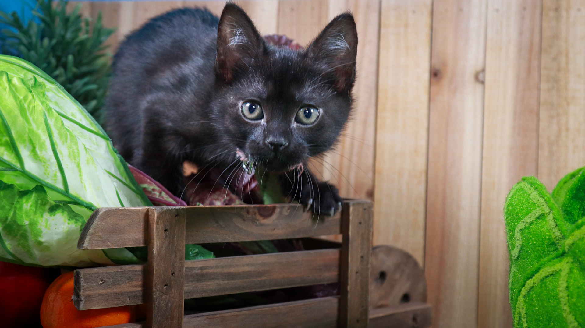 Otter (F-DSH-Black)