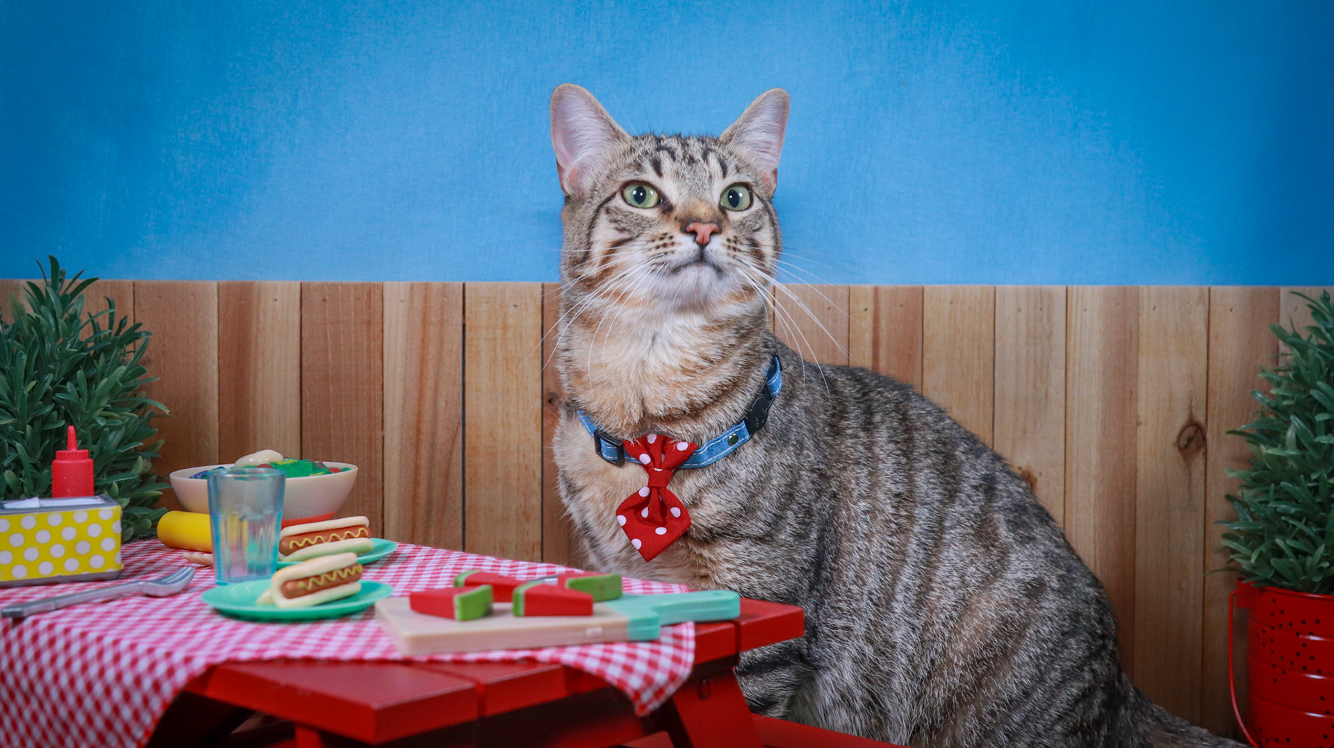 Henry (M-DSH-Tabby)