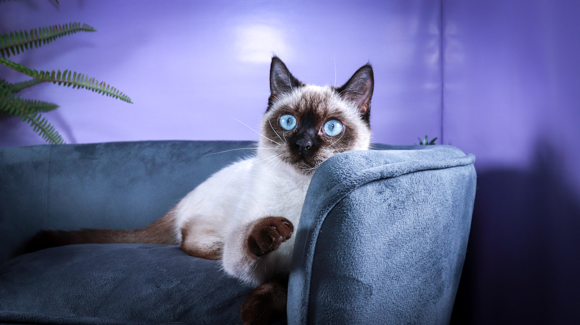 Meci (F-DSH-Seal Point Siamese)