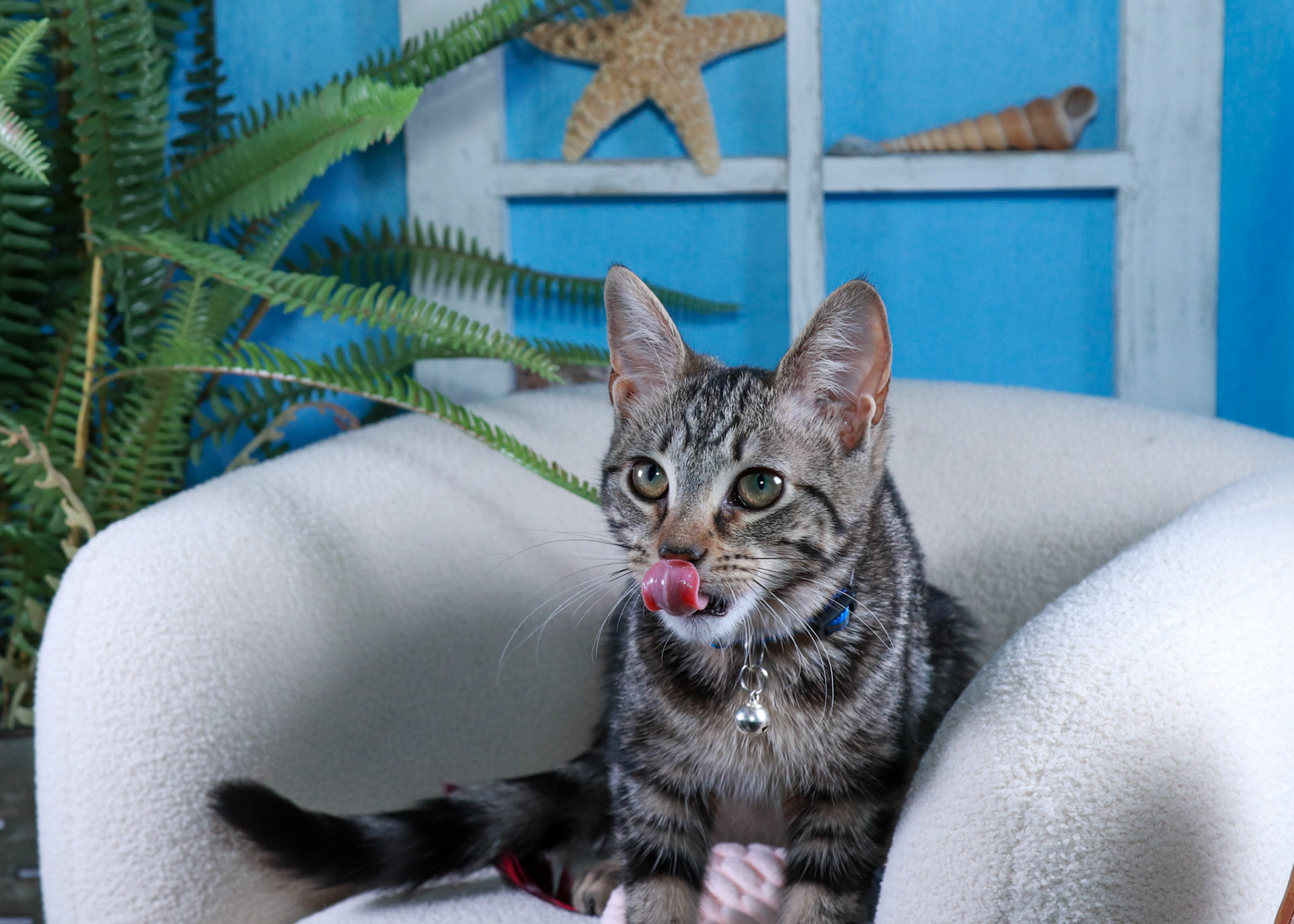 Nooki (F-DSH-Tabby)