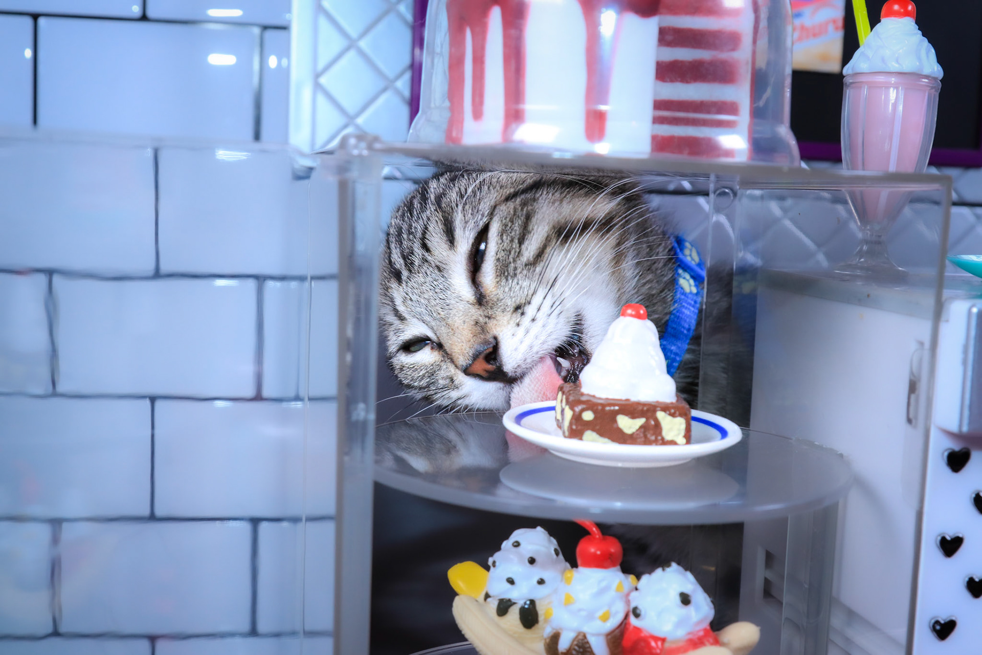 Felix (F-DSH-Tabby)