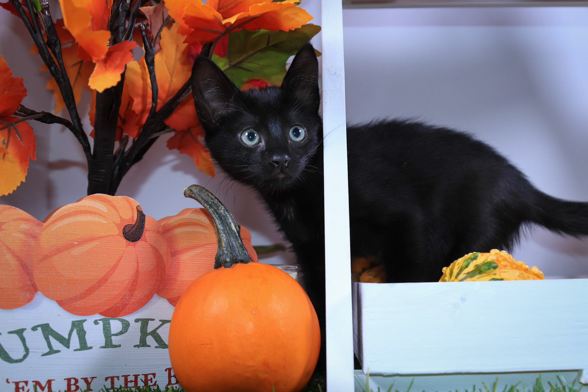 Salem (F-DSH-Black)