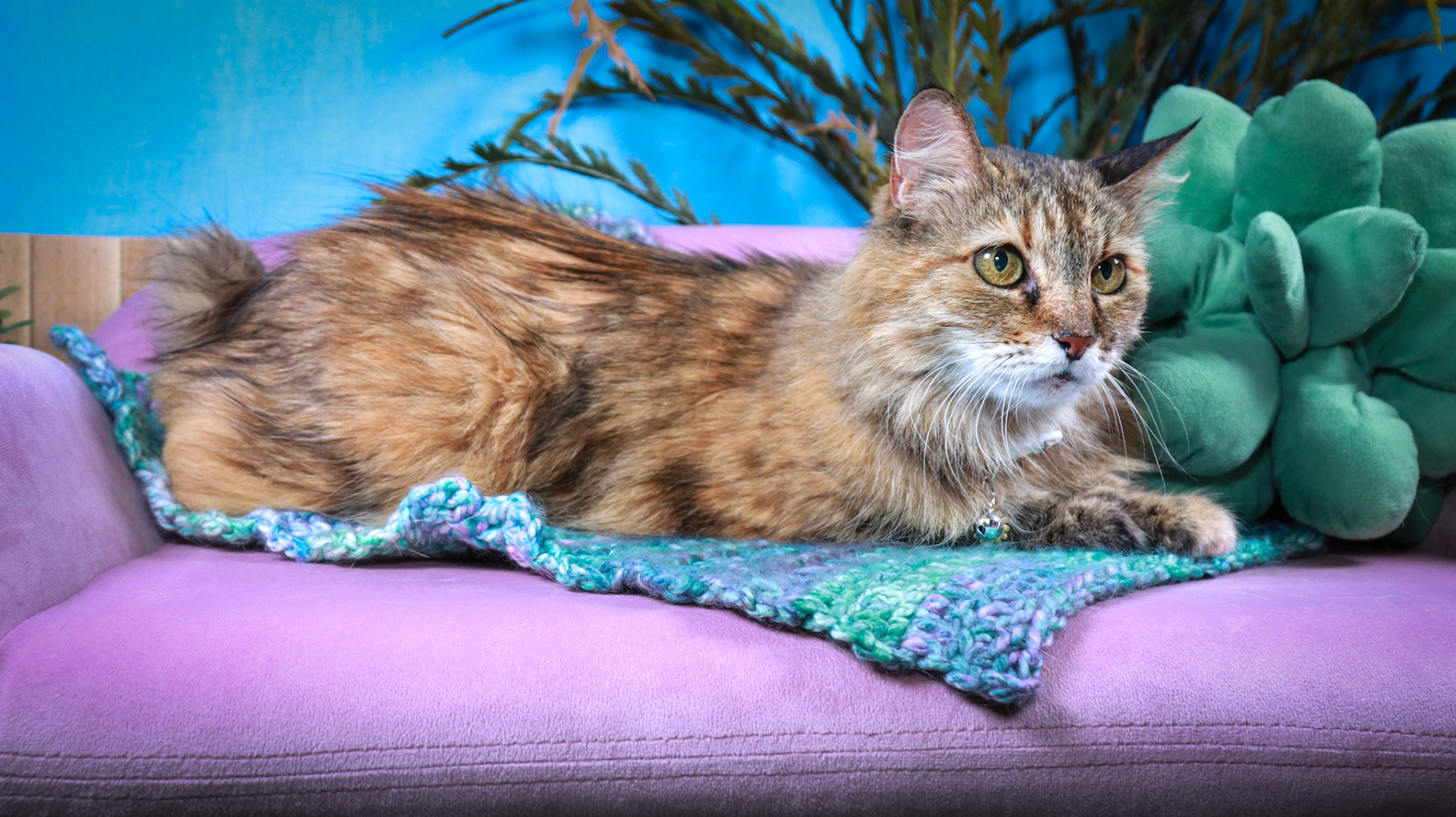 Anda (F-DLH-Brown/Tabby/Manx)