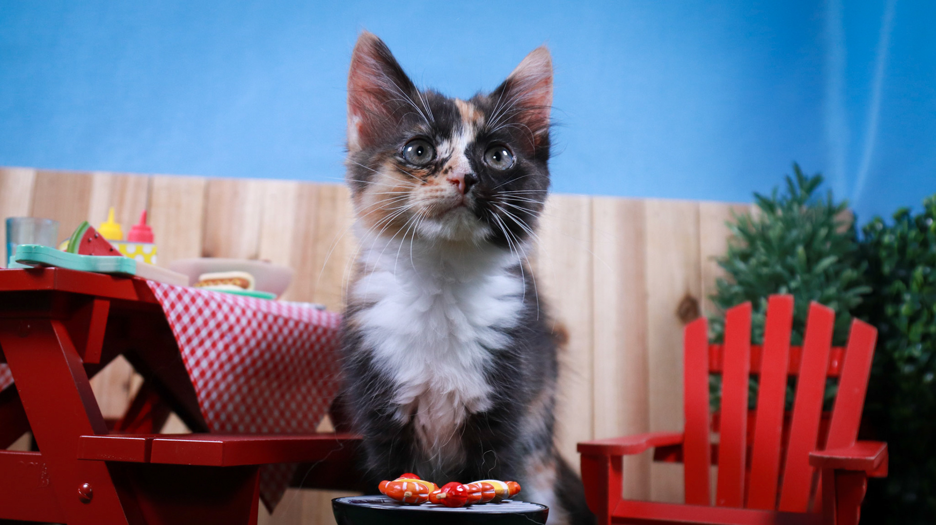 Snickers (F-DMH-Dilute/Calico)