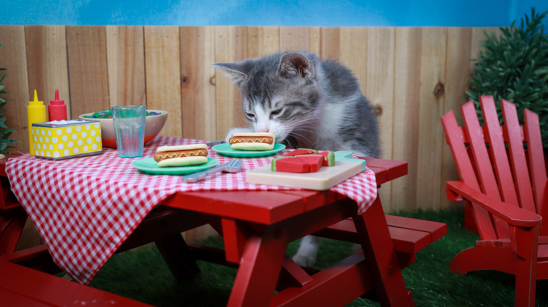 Petunia (F-DSH-Grey/Tabby/White)
