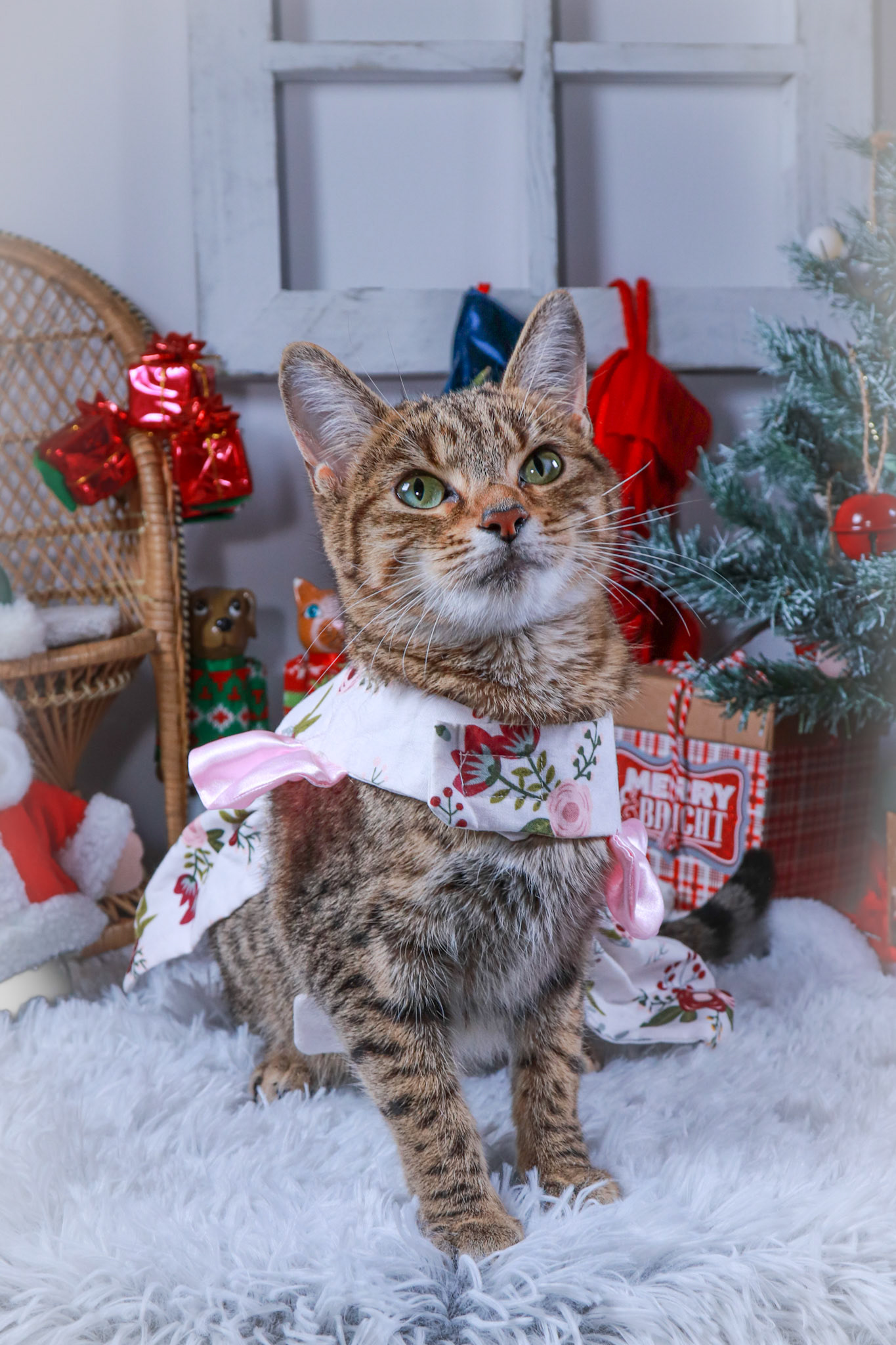 Keiko (F-DSH-Tabby/Bengal Mix)