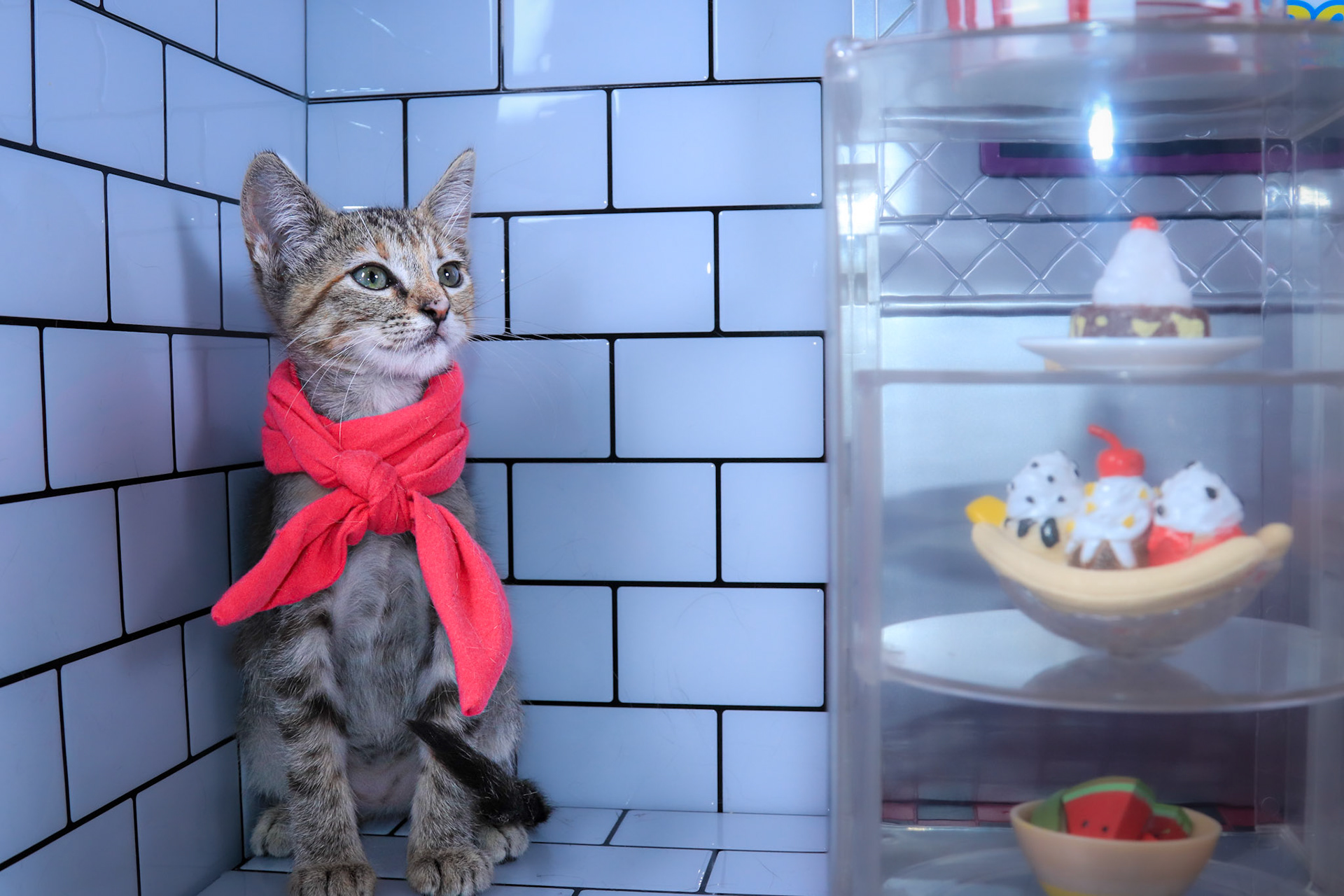 Roxy (F-DSH-Tabby)
