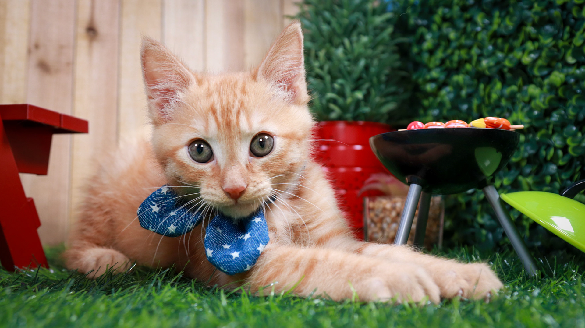 Gus Gus (M-DSH-Ginger)
