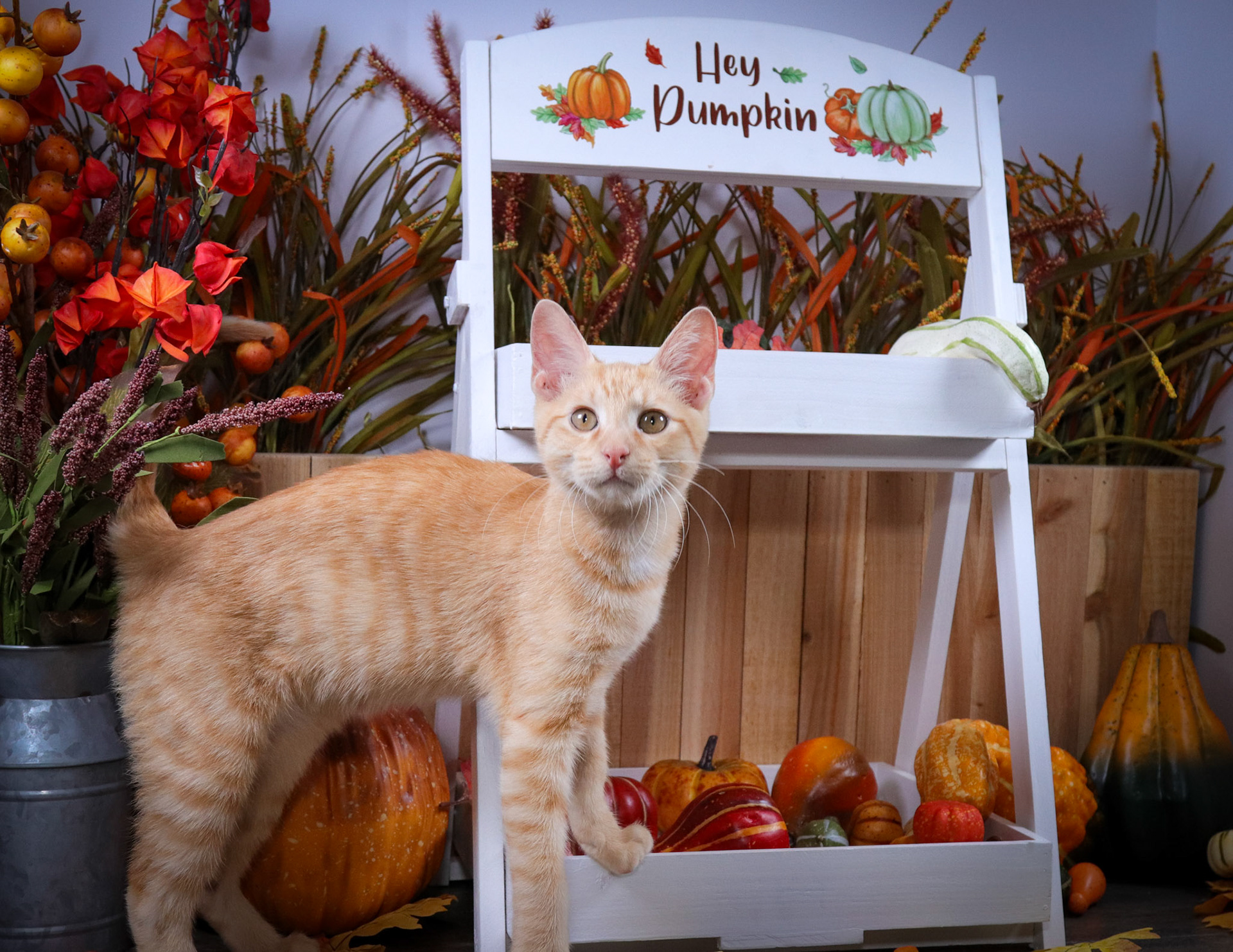 Rusty (M-DSH-Orange/White)