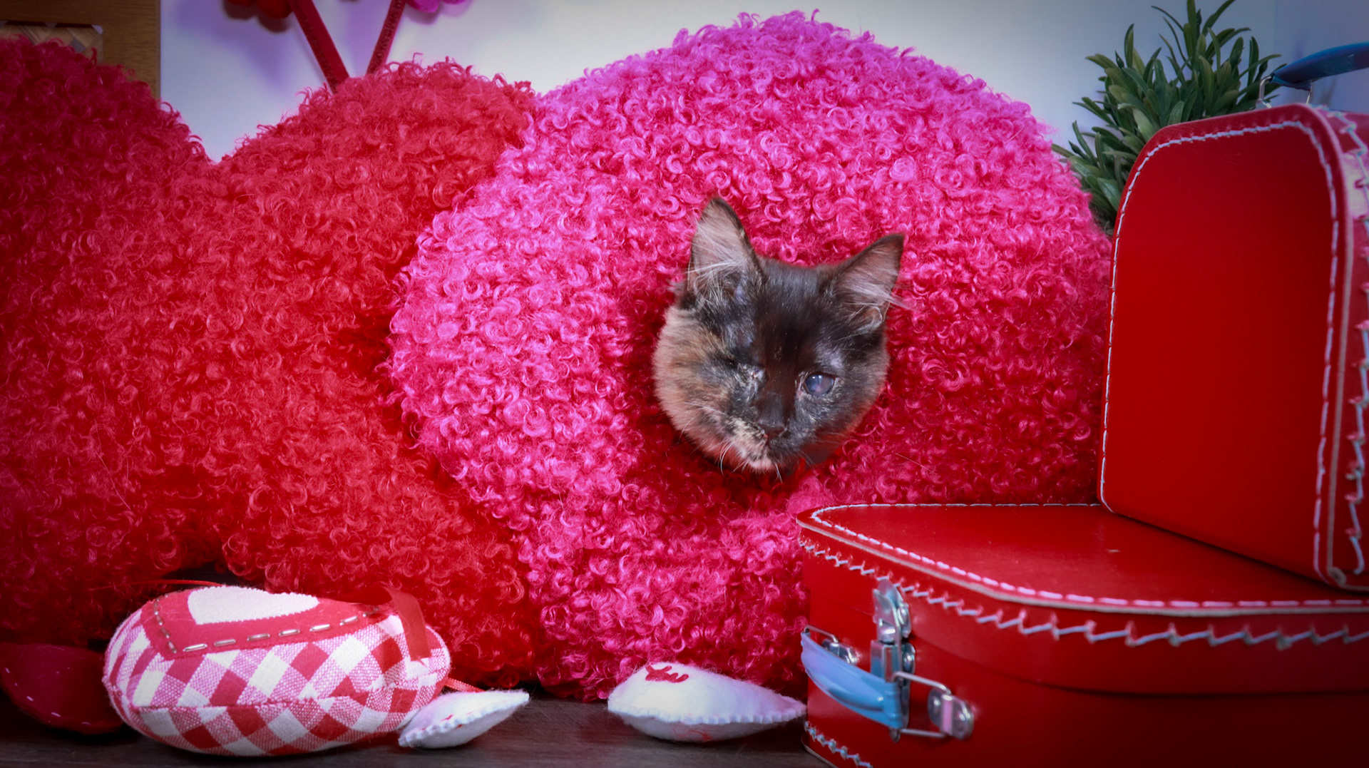 Yoru (F-DMH-Tortie)