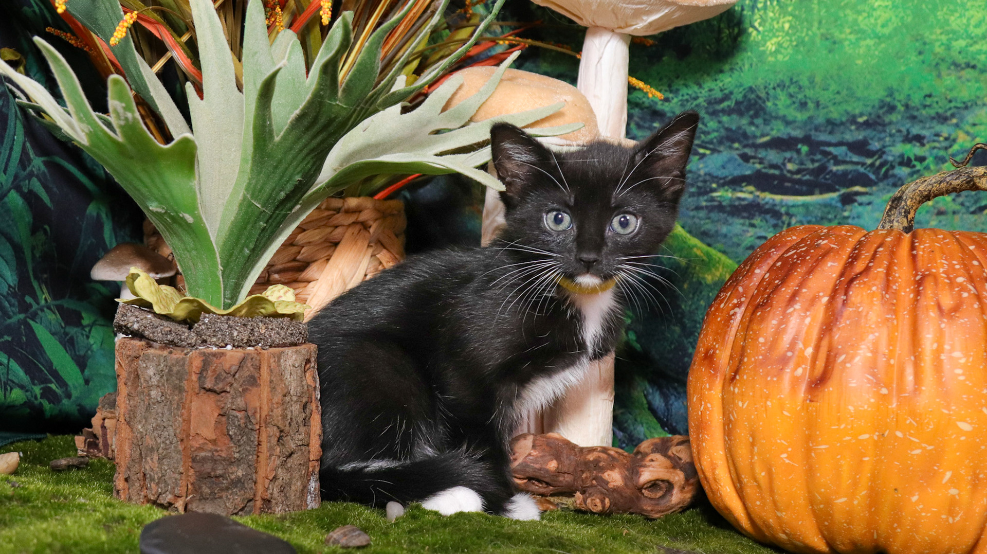Olive (F-DSH-Polydactyl/Black/White/Tuxie)