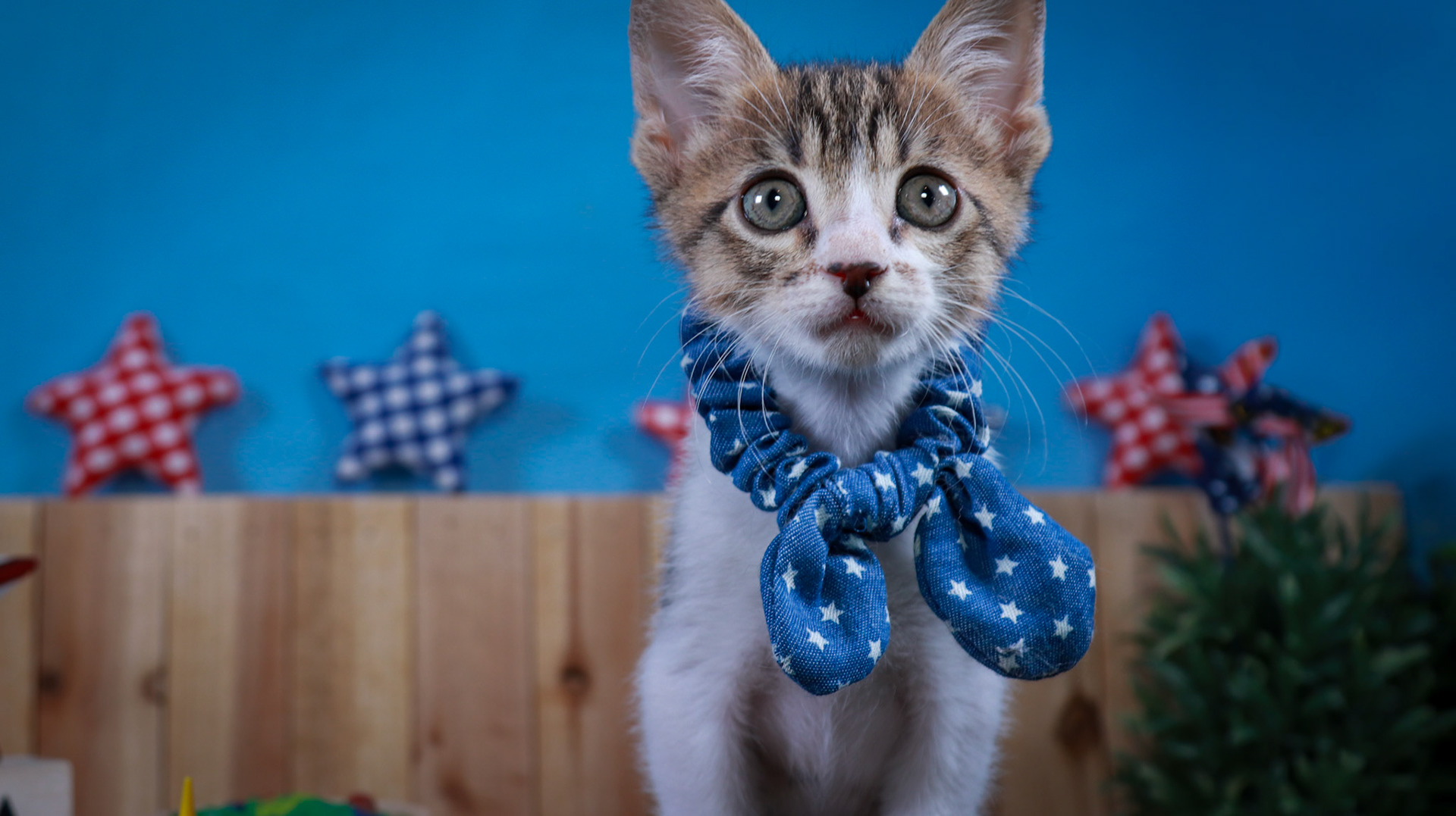 Eragon (M-DSH-Tabby/White)