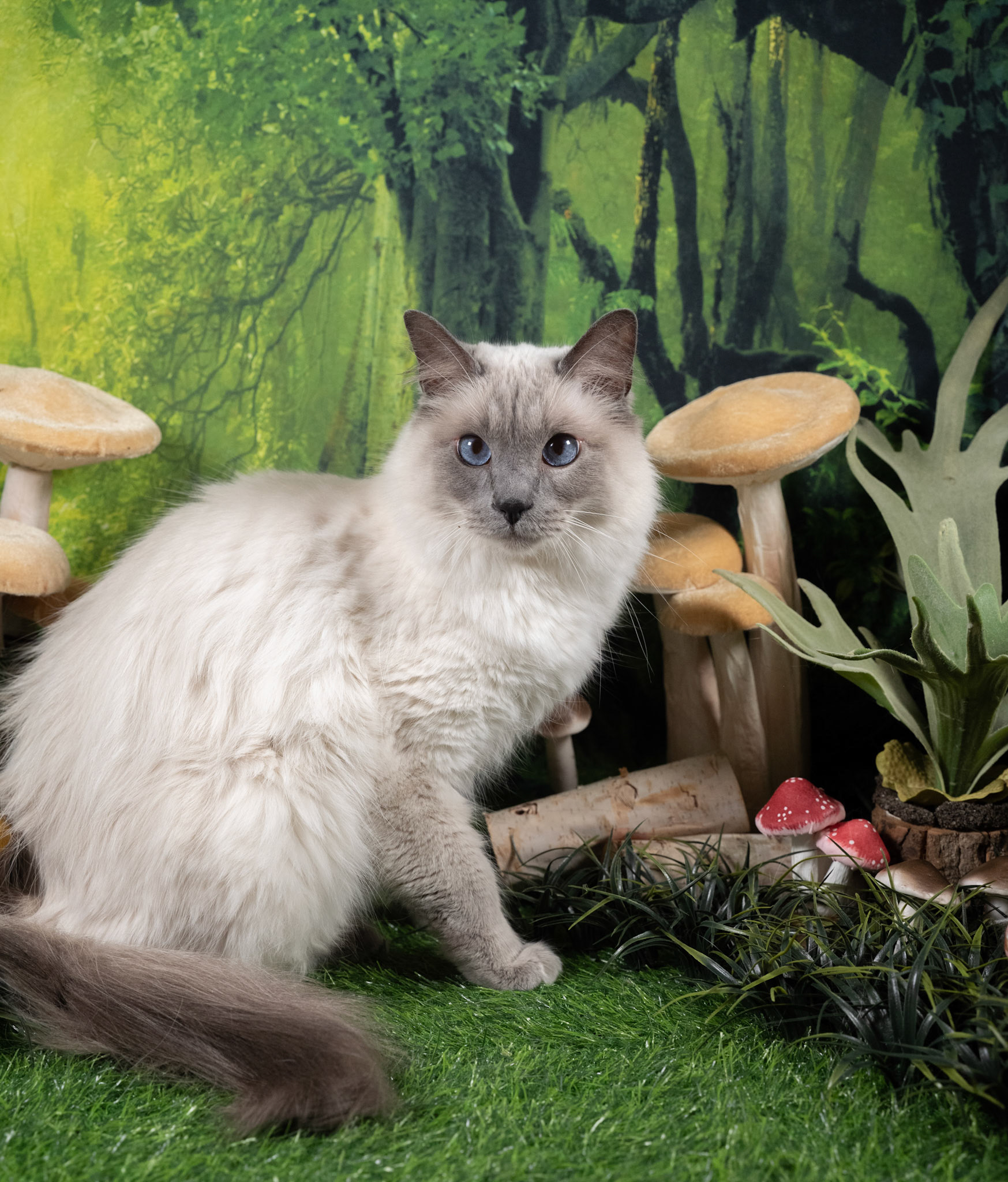 Luey (M-DLH-Blue Point Balinese)