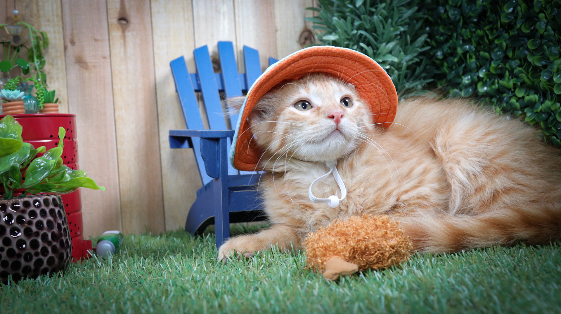 Freya (M-DLH-Orange)